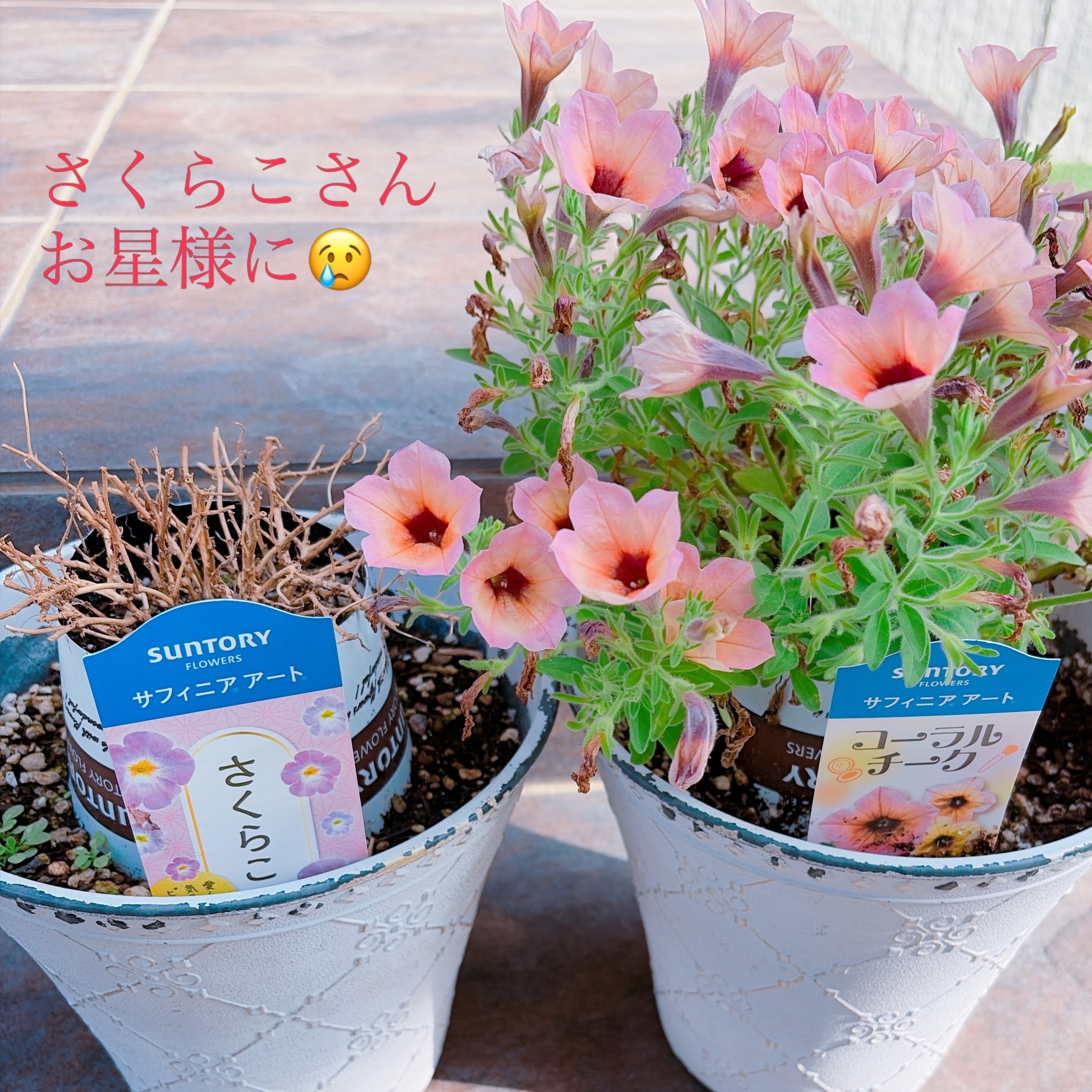 レア★INFINITA サドル ピンク　グラフィックデザイン　デッドストック さくらこさんお星様に… | SUNSUNガーデン