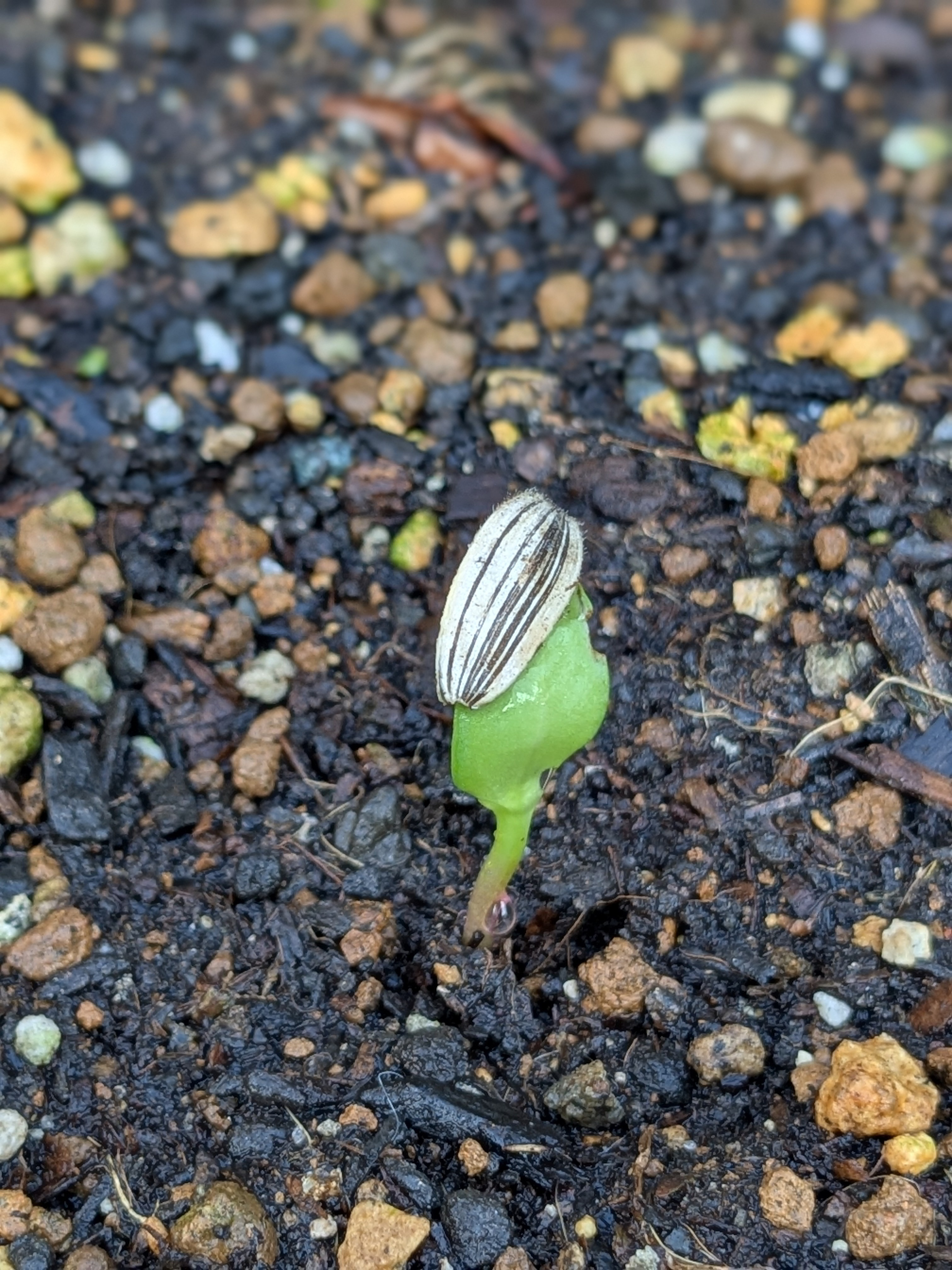 種蒔いて3日目で発芽しました🌱 | CAINZ DIY Square