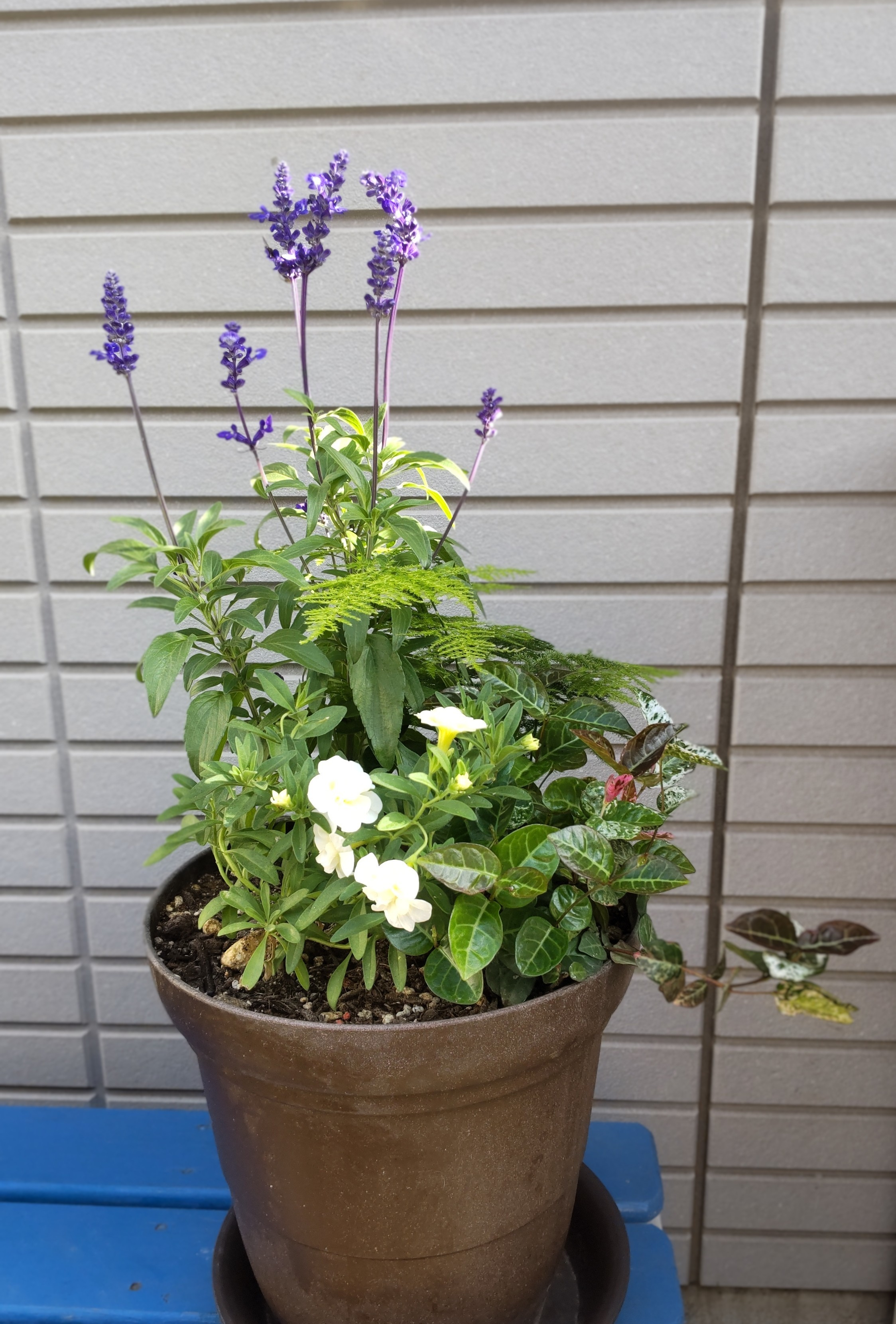 寄植え Enjoy!Greentime】観葉植物の寄せ植え 10号の通販 | GreenSnap