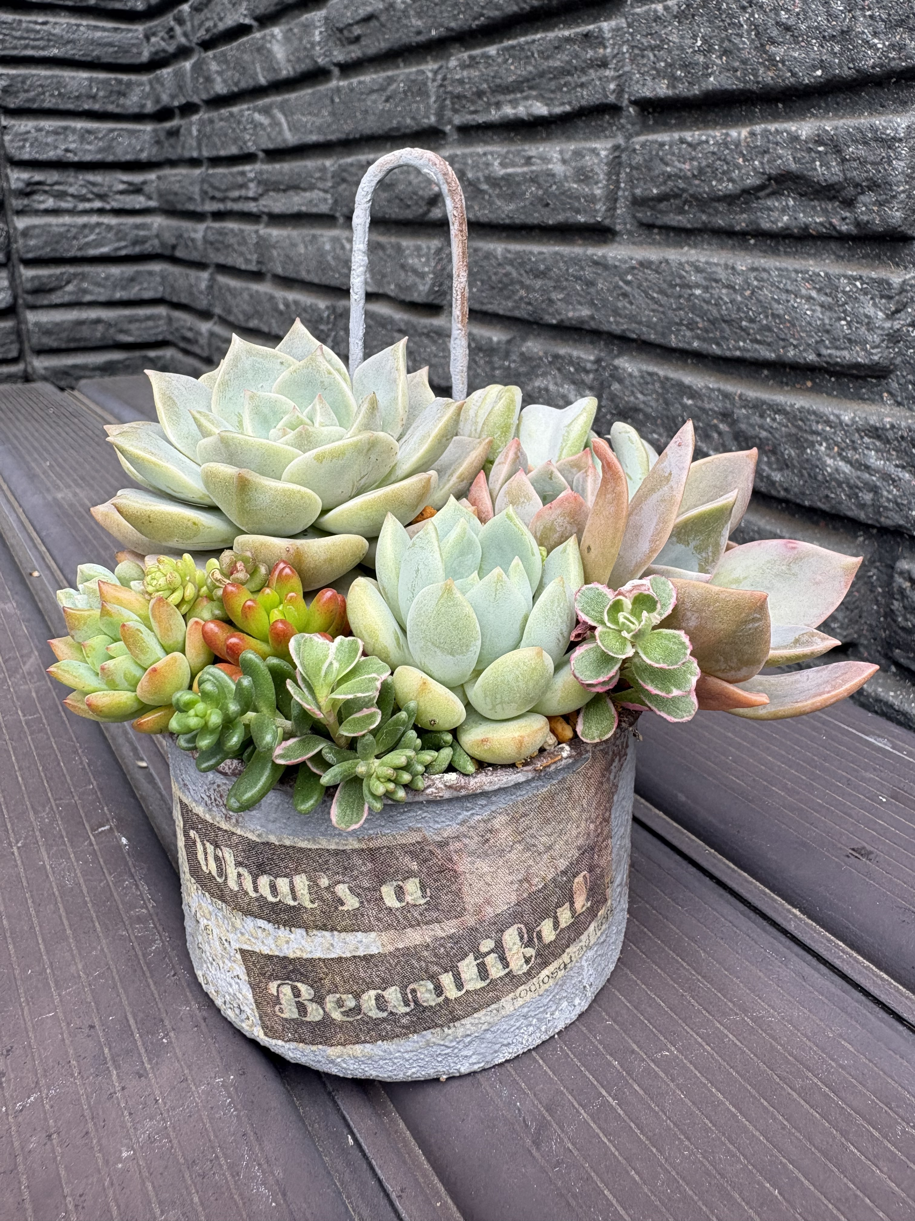 多肉植物の寄せ植え🪴 | CAINZ DIY Square