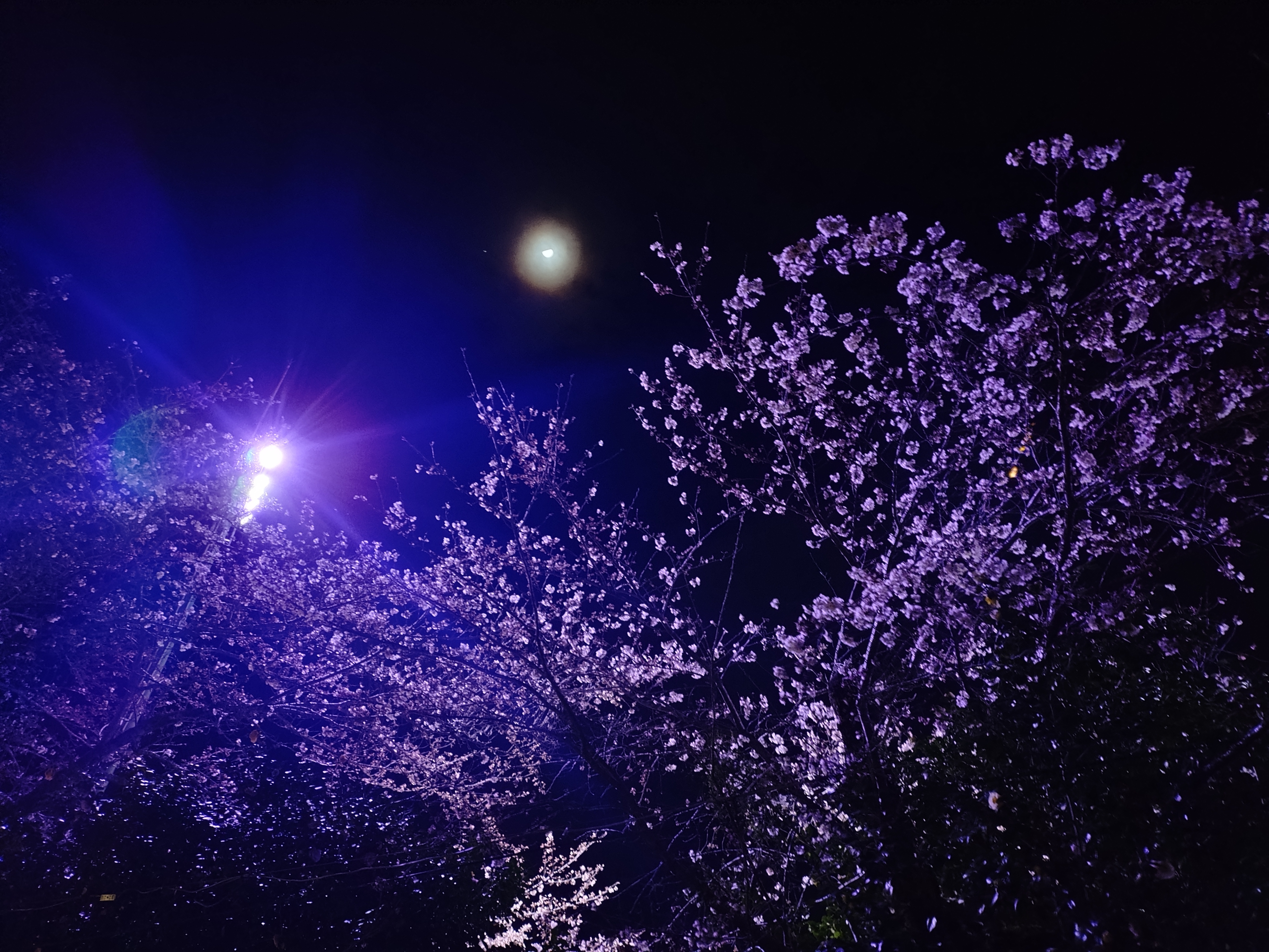 月夜桜 Tsukiya Zakura｜月夜桜 ｜ Moonlit Cherry Blossoms 🌙 (Original