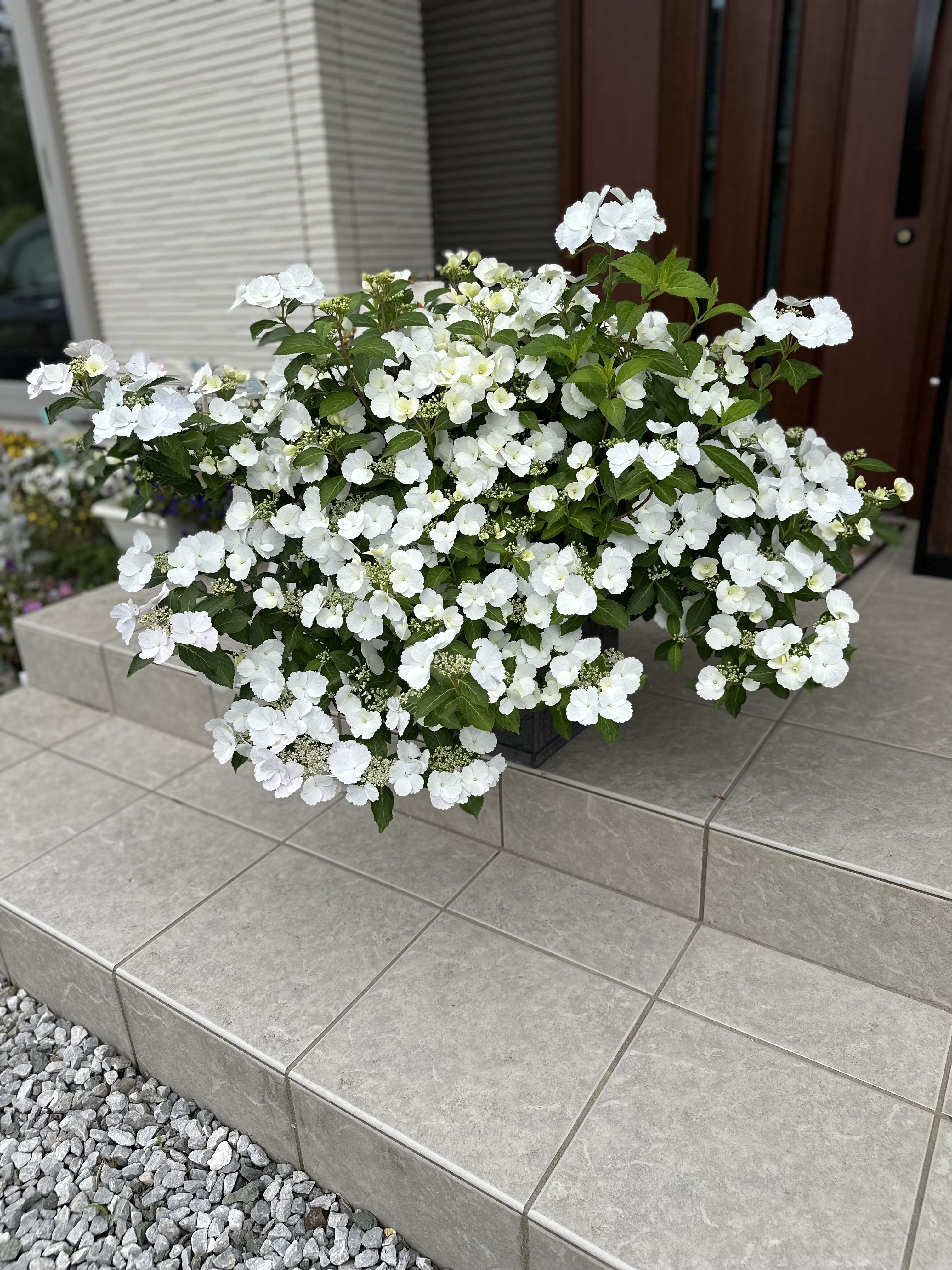 ブライダルベール開花 | CAINZ DIY Square