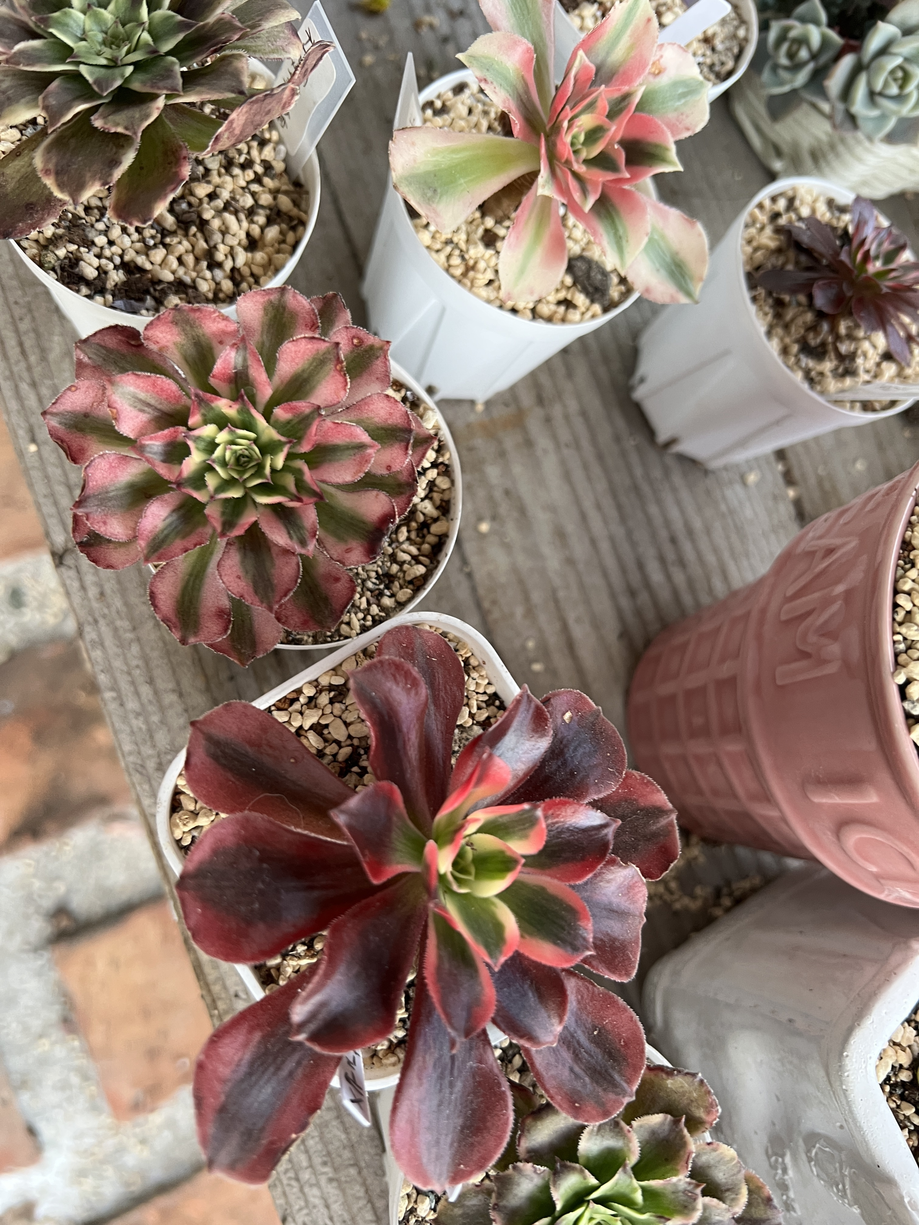 アエオニウム | CAINZ DIY Square