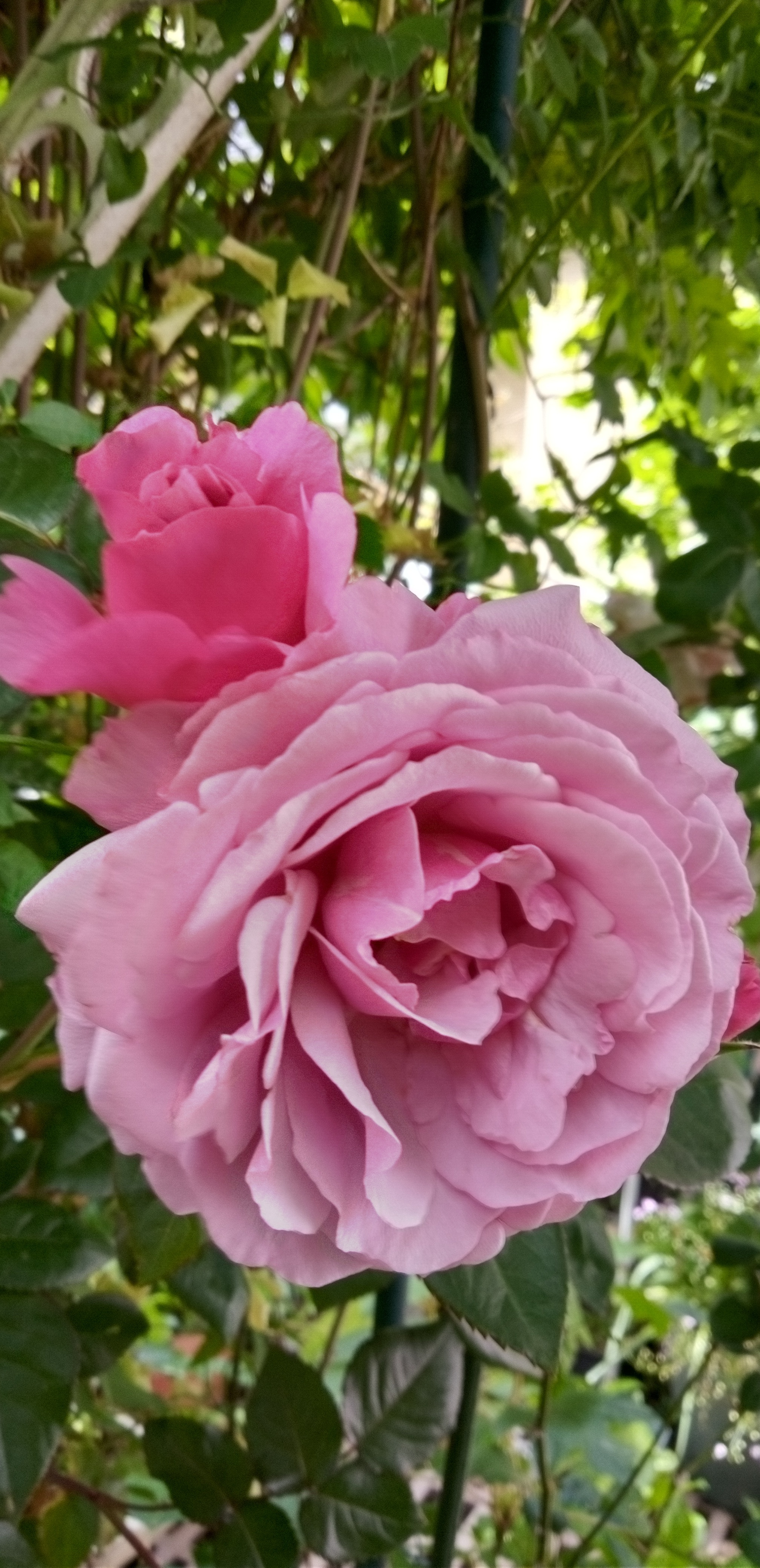薔薇とレースのジャンクジャーナル・雑記帳 ピンククリスマス