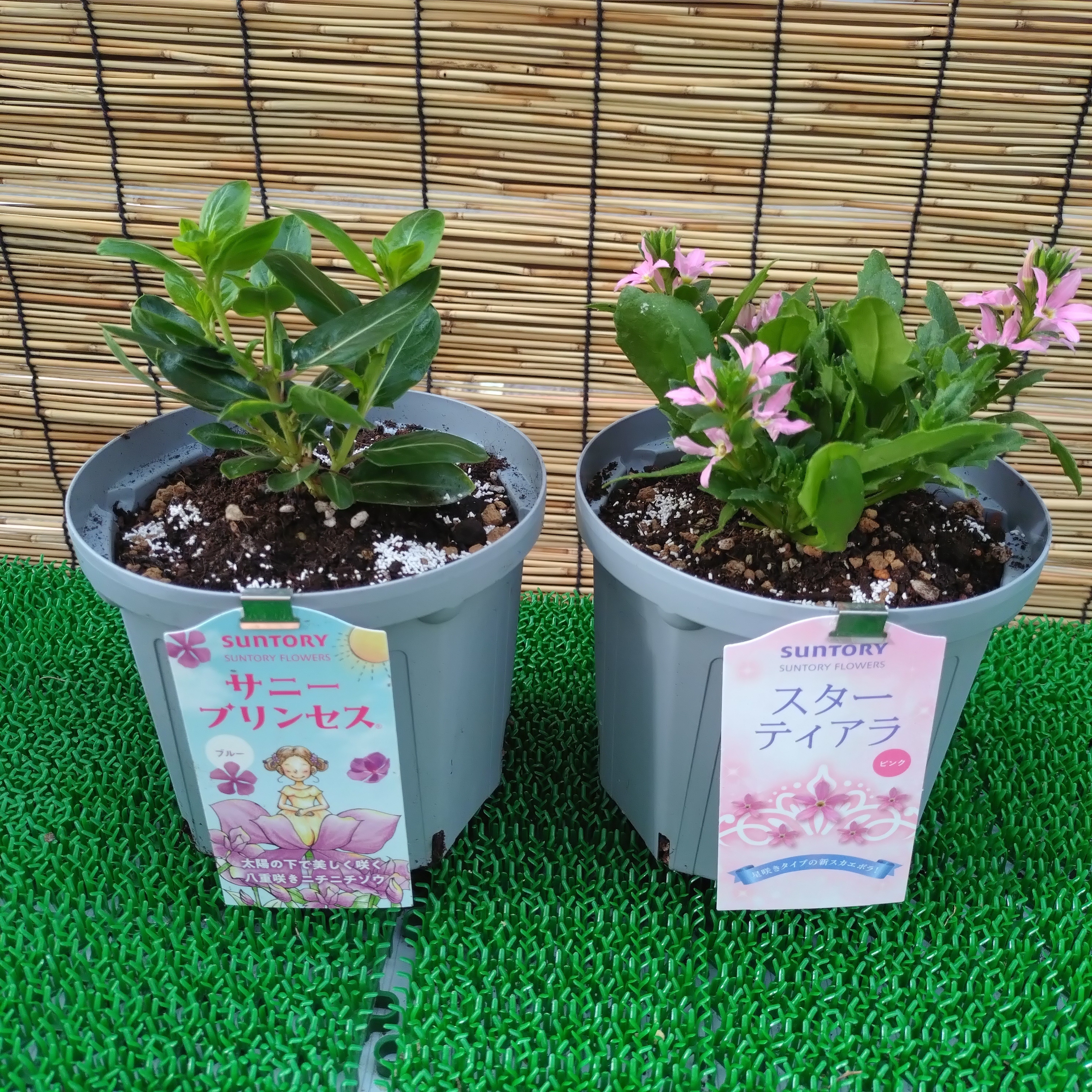 植え付けました🎵 | SUNSUNガーデン