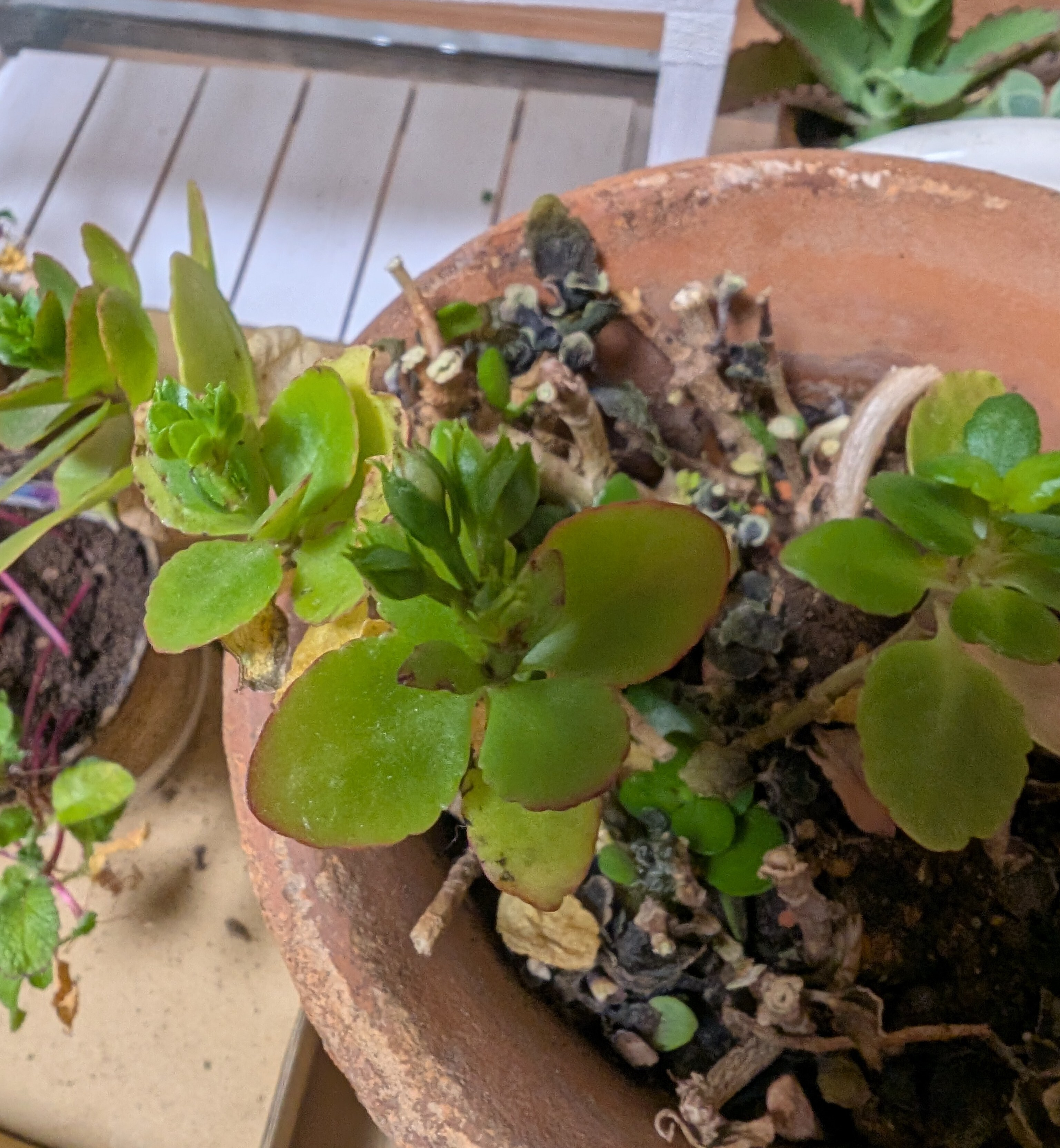 花芽🌱でました | CAINZ DIY Square