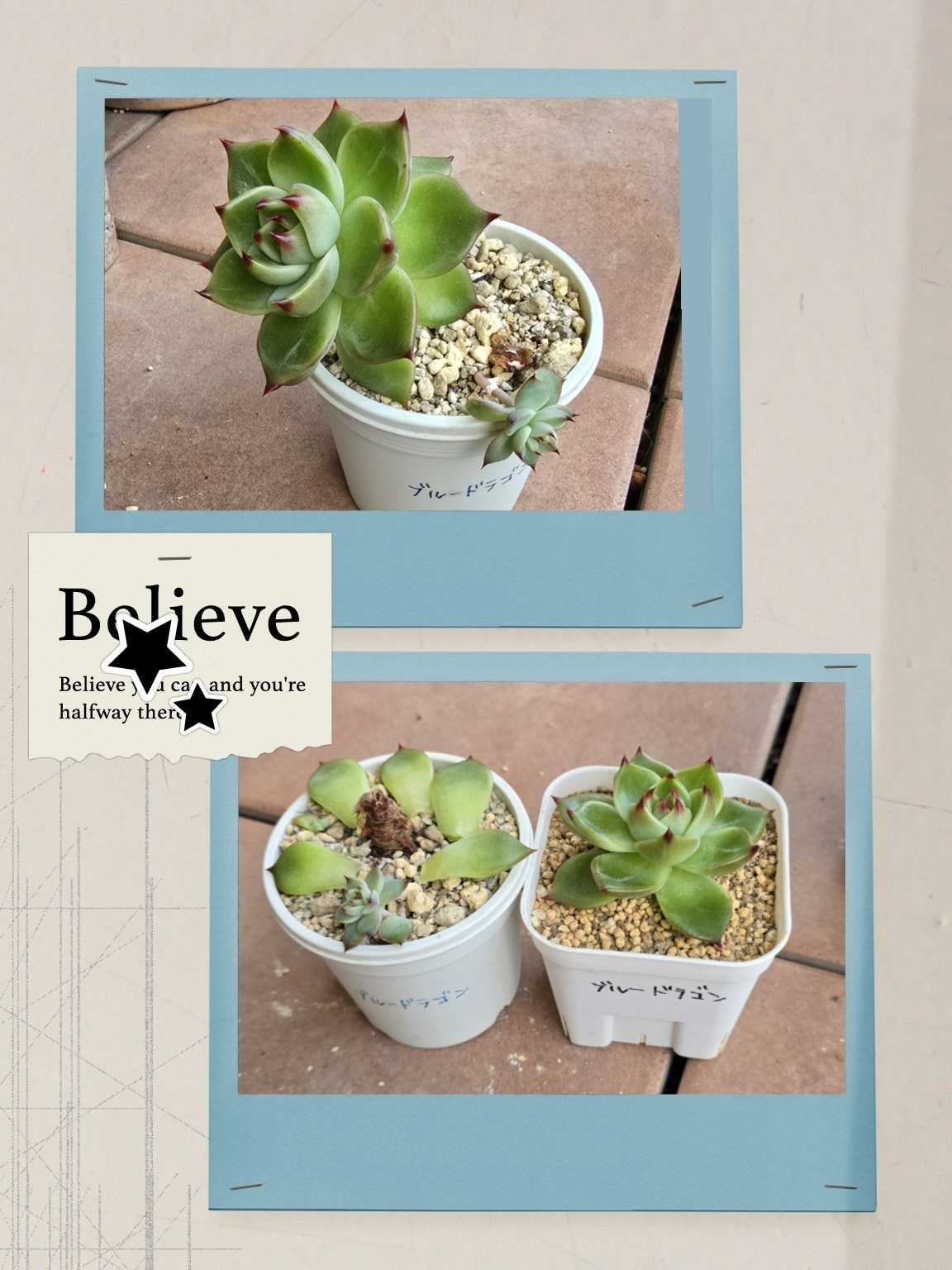 多肉植物 ブルードラゴン Amazon.co.jp: 特選美苗多肉植物ブルードラゴン : おもちゃ