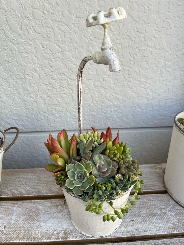 多肉植物の寄せ植え | CAINZ DIY Square