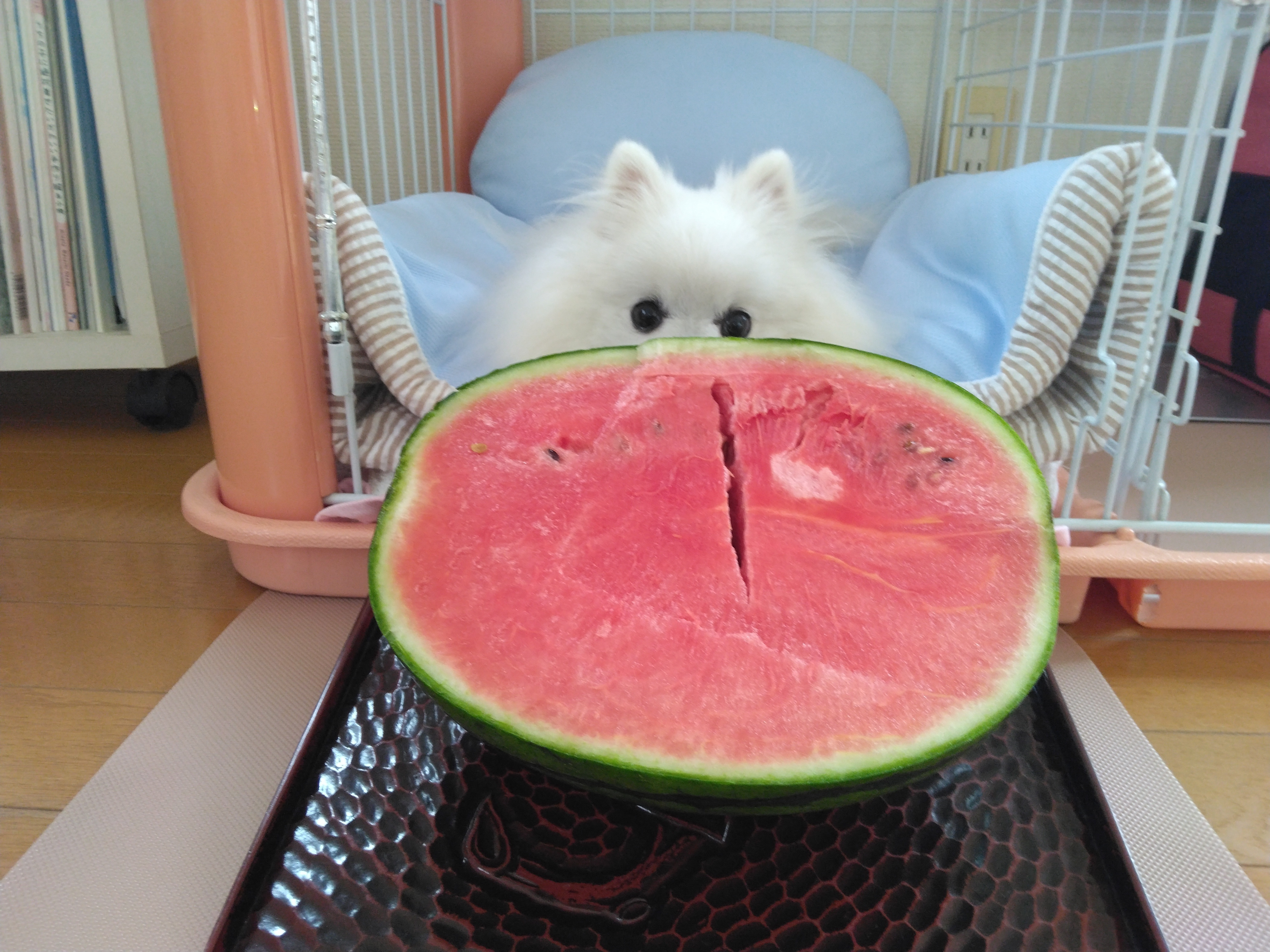 愛犬🐶とスイカ🍉 | CAINZ DIY Square
