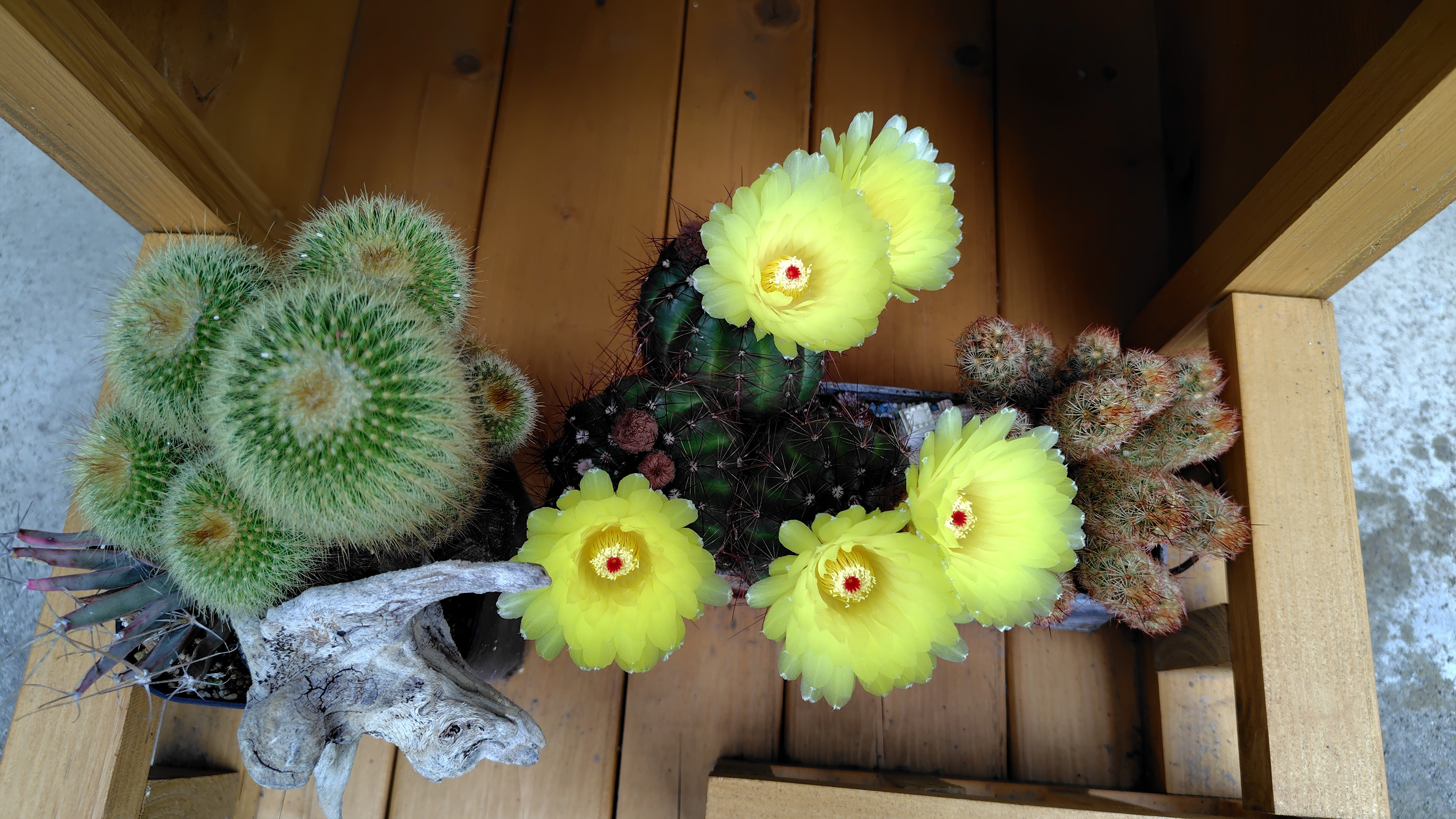 サボテン🌵の花 | CAINZ DIY Square
