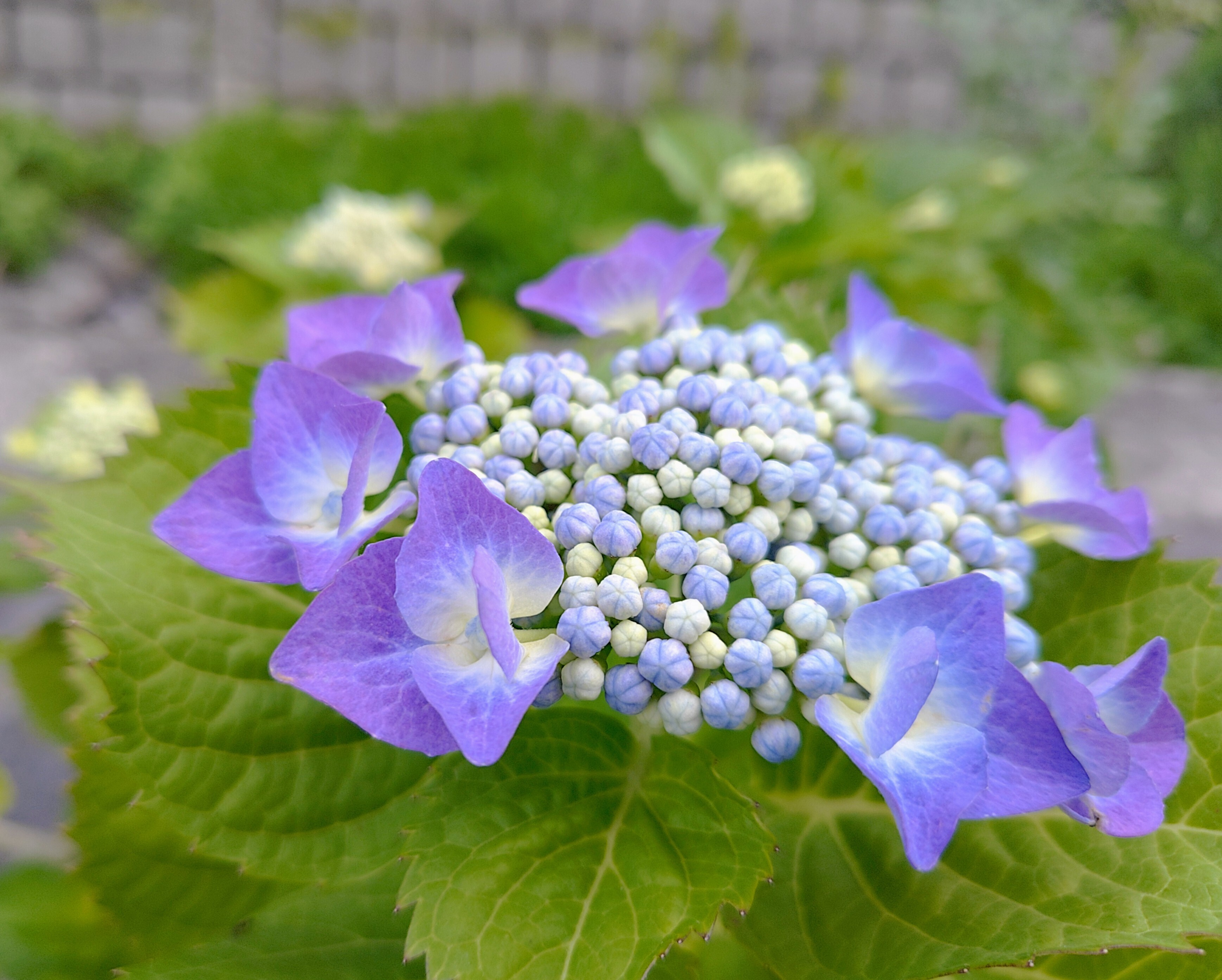 散歩道の紫陽花たち | TORQUE STYLE