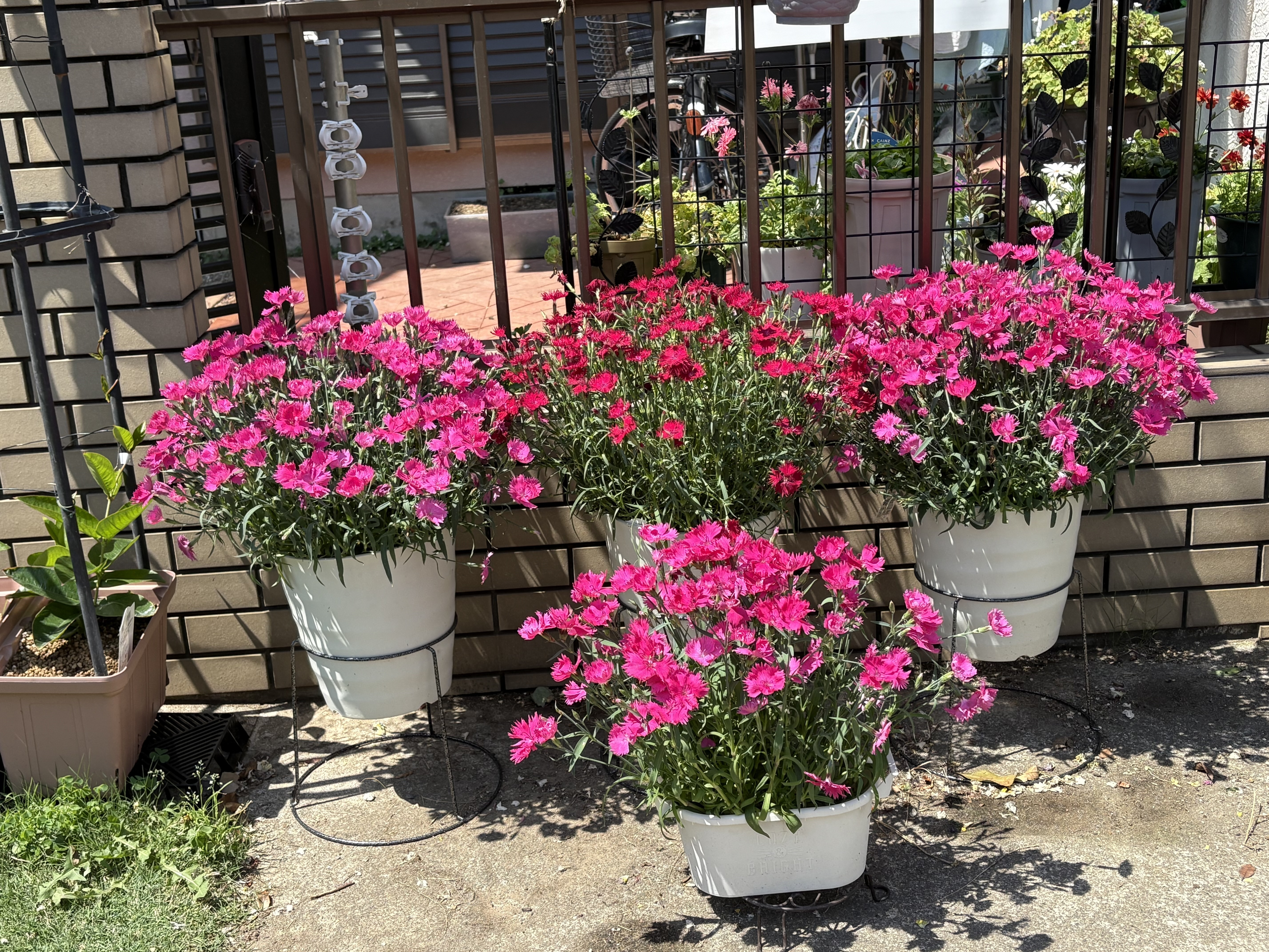 桜音ふう🌸🎶 on X: 