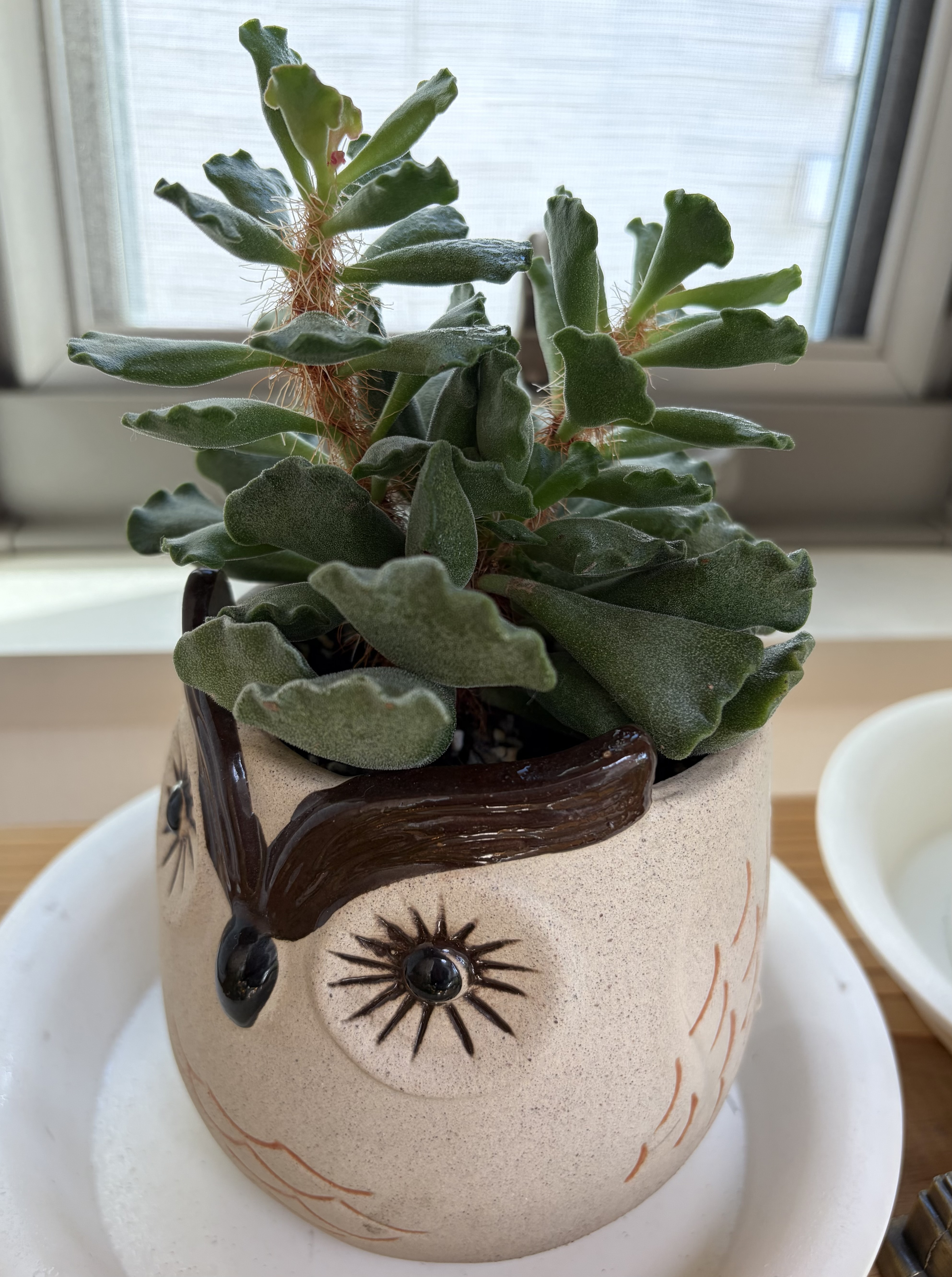 一目惚れしたフクロウの鉢と多肉植物 | CAINZ DIY Square