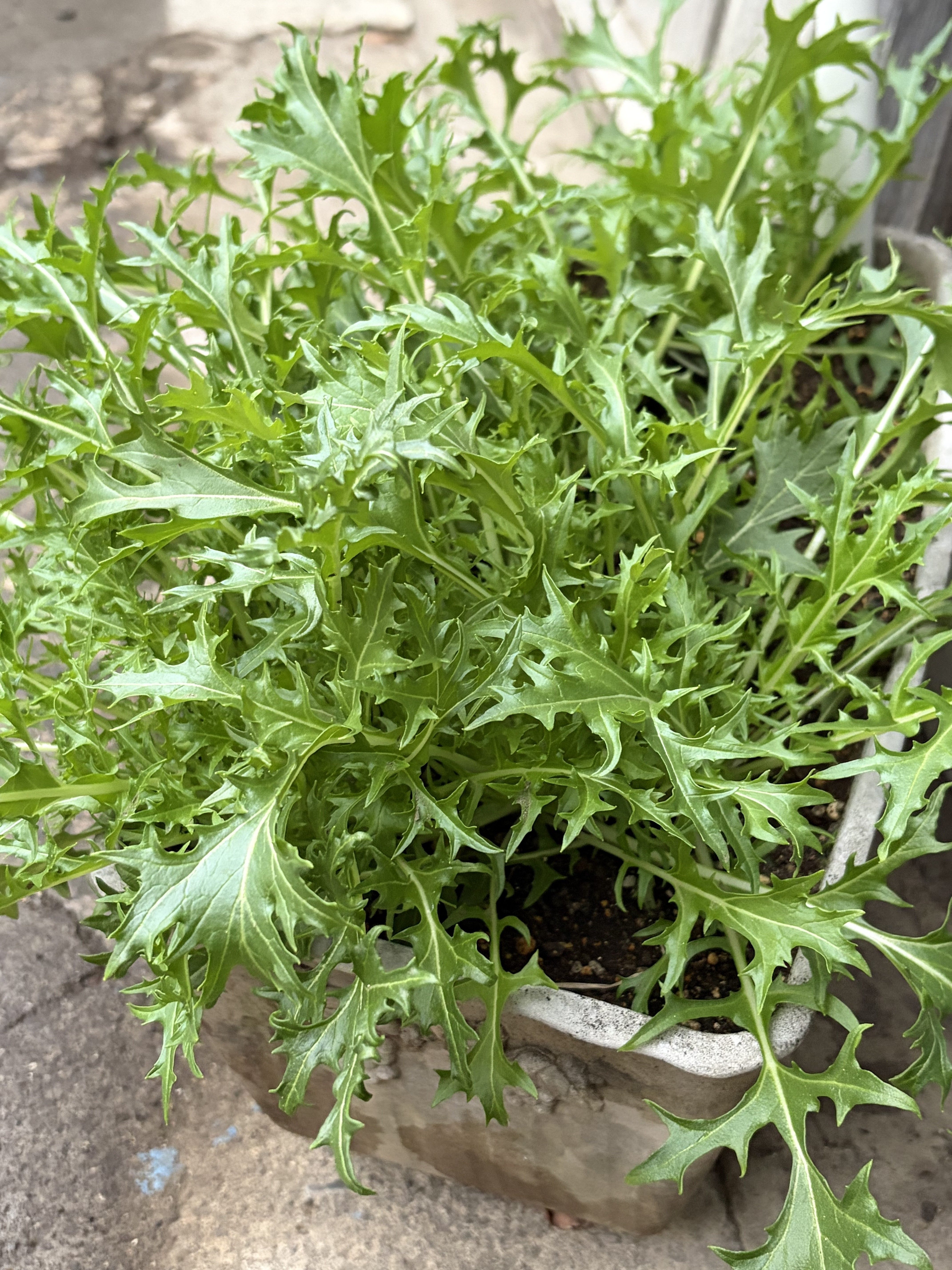 水菜 | CAINZ DIY Square