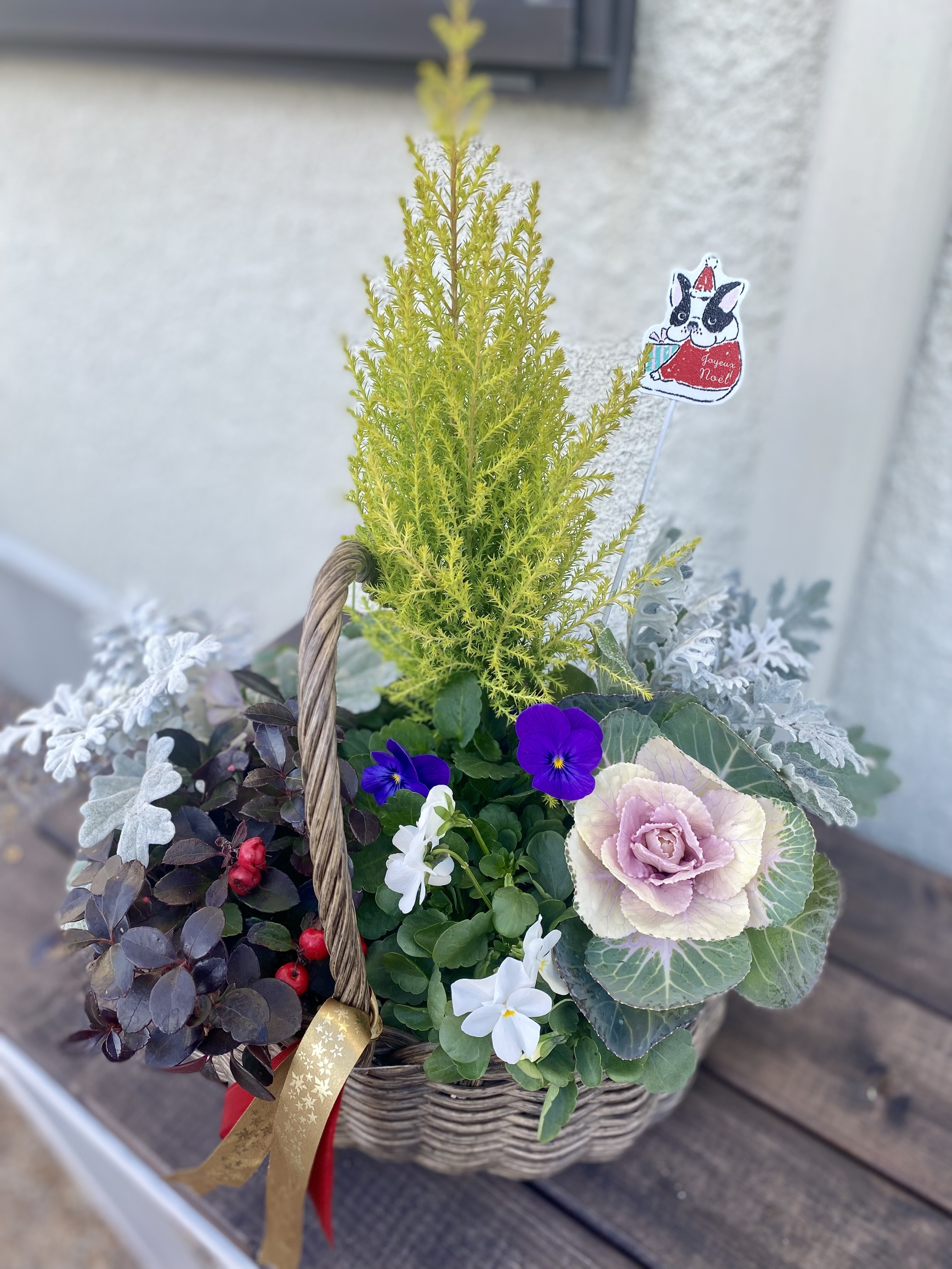 クリスマスの寄せ植え🧺🌲✨ | CAINZ DIY Square