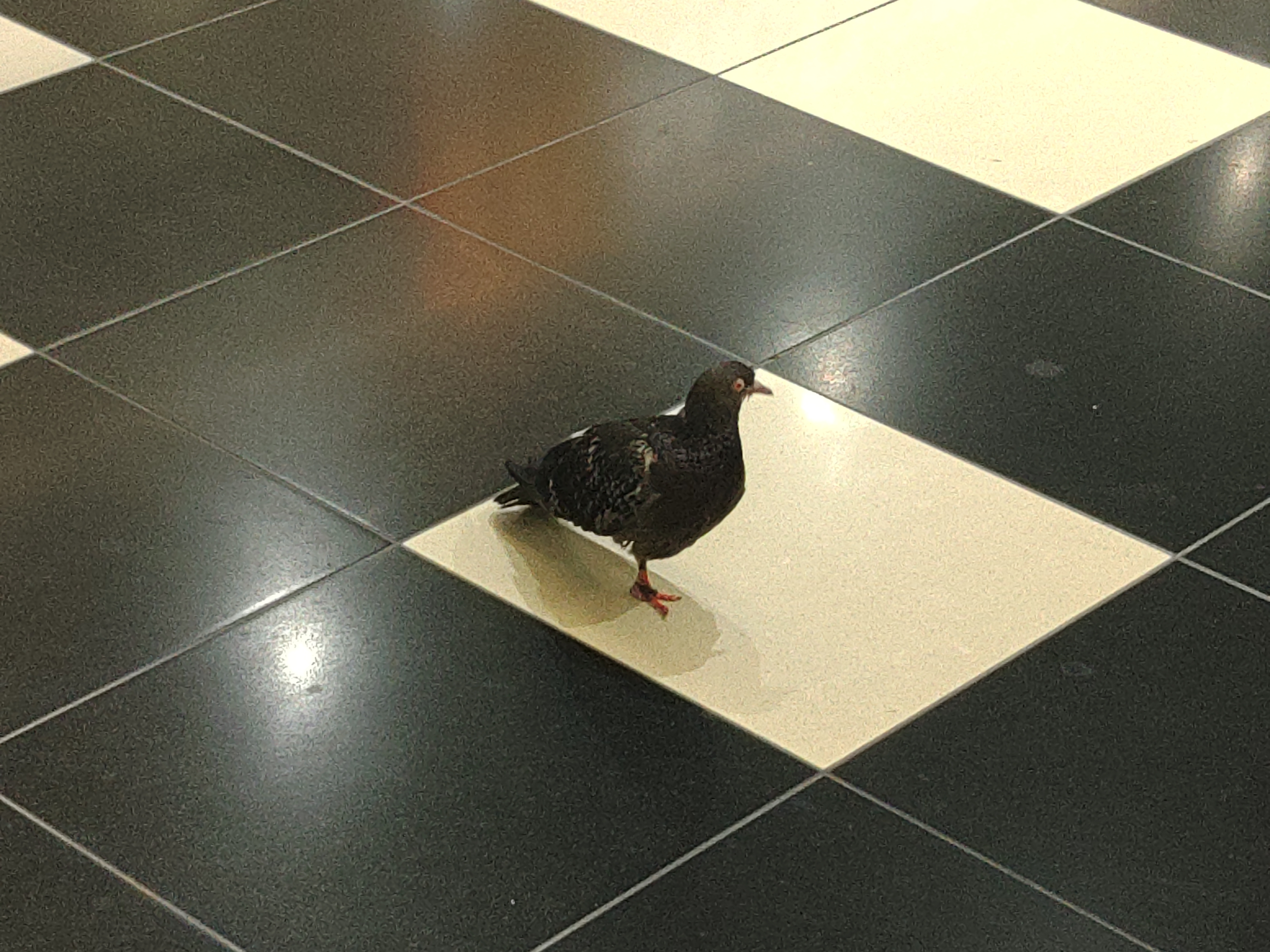 一本足の鳩 | TORQUE STYLE