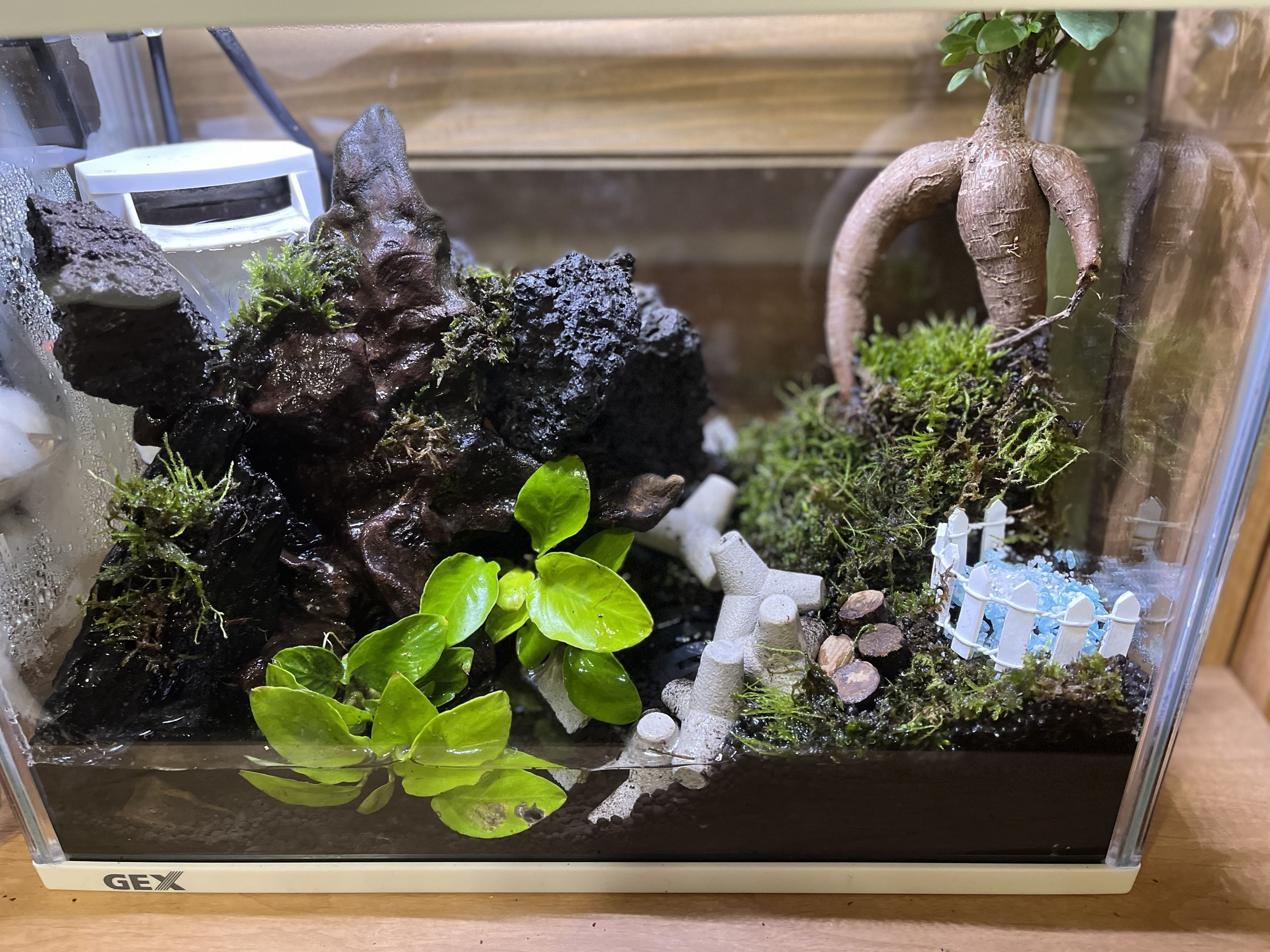 今日のアクアテラリウム | CAINZ DIY Square