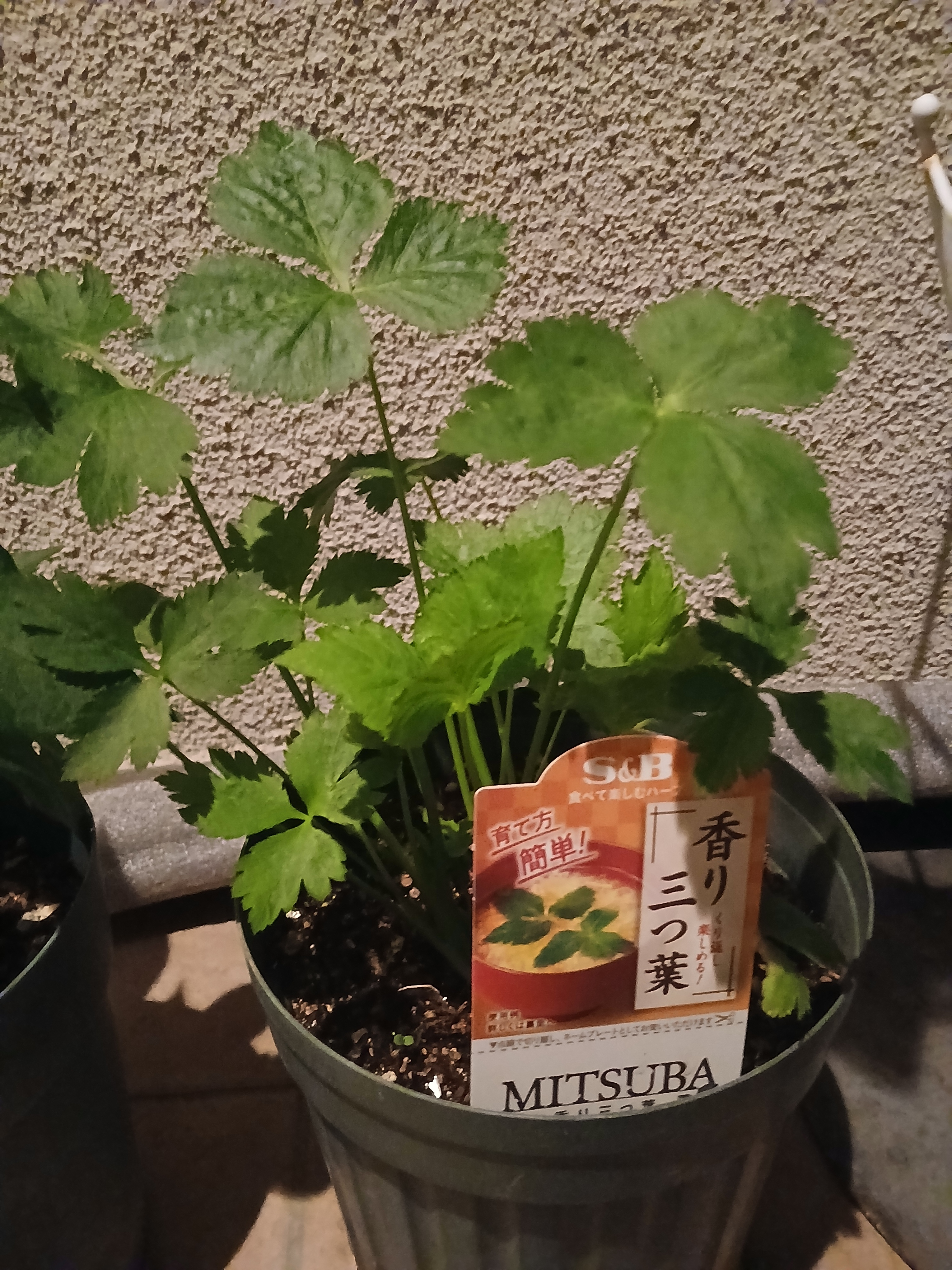 三つ葉収穫 | SPICE&HERB COMMUNITY