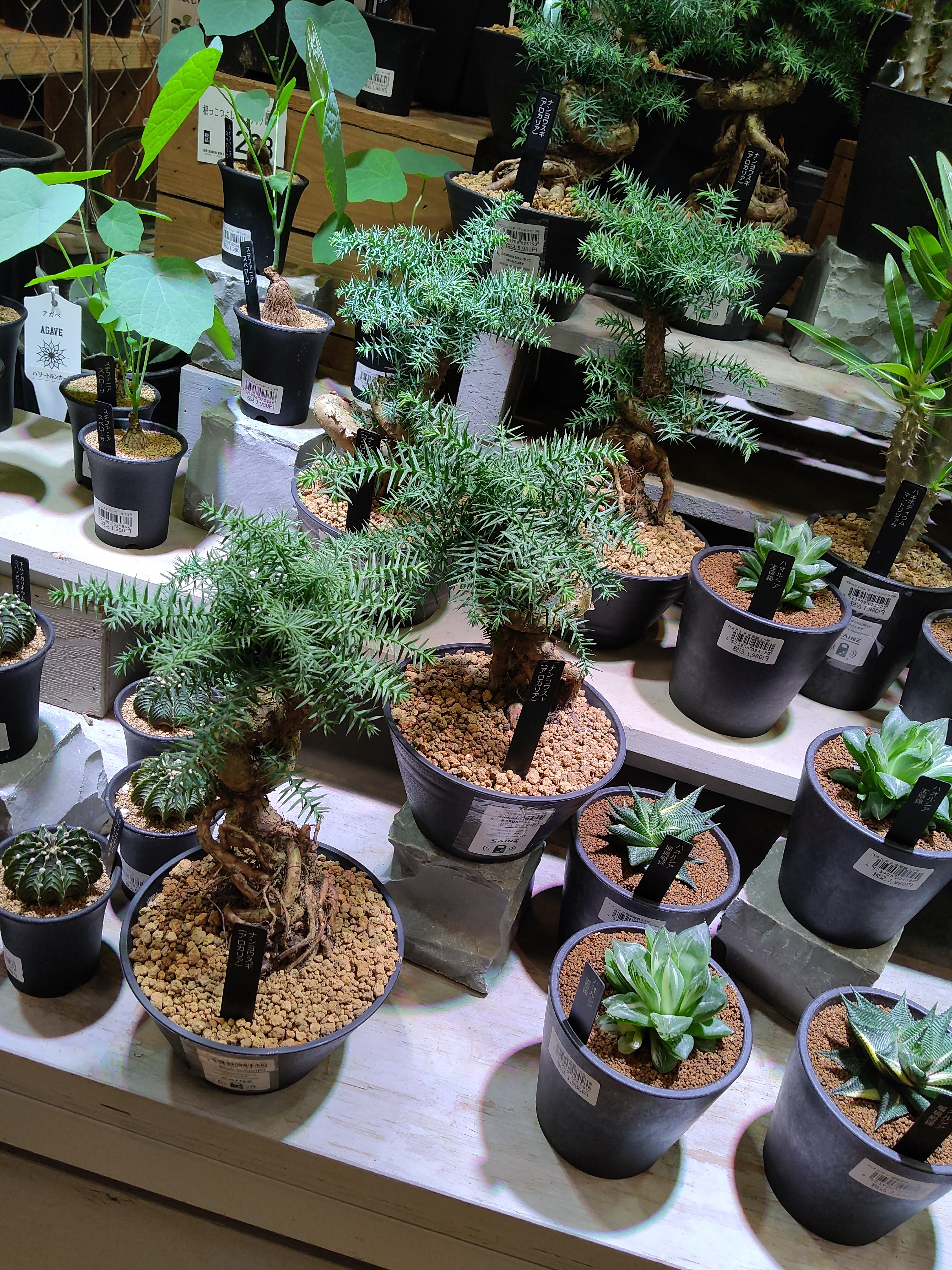 10月9日】塊根植物・ビザールプランツが入 | CAINZ DIY Square