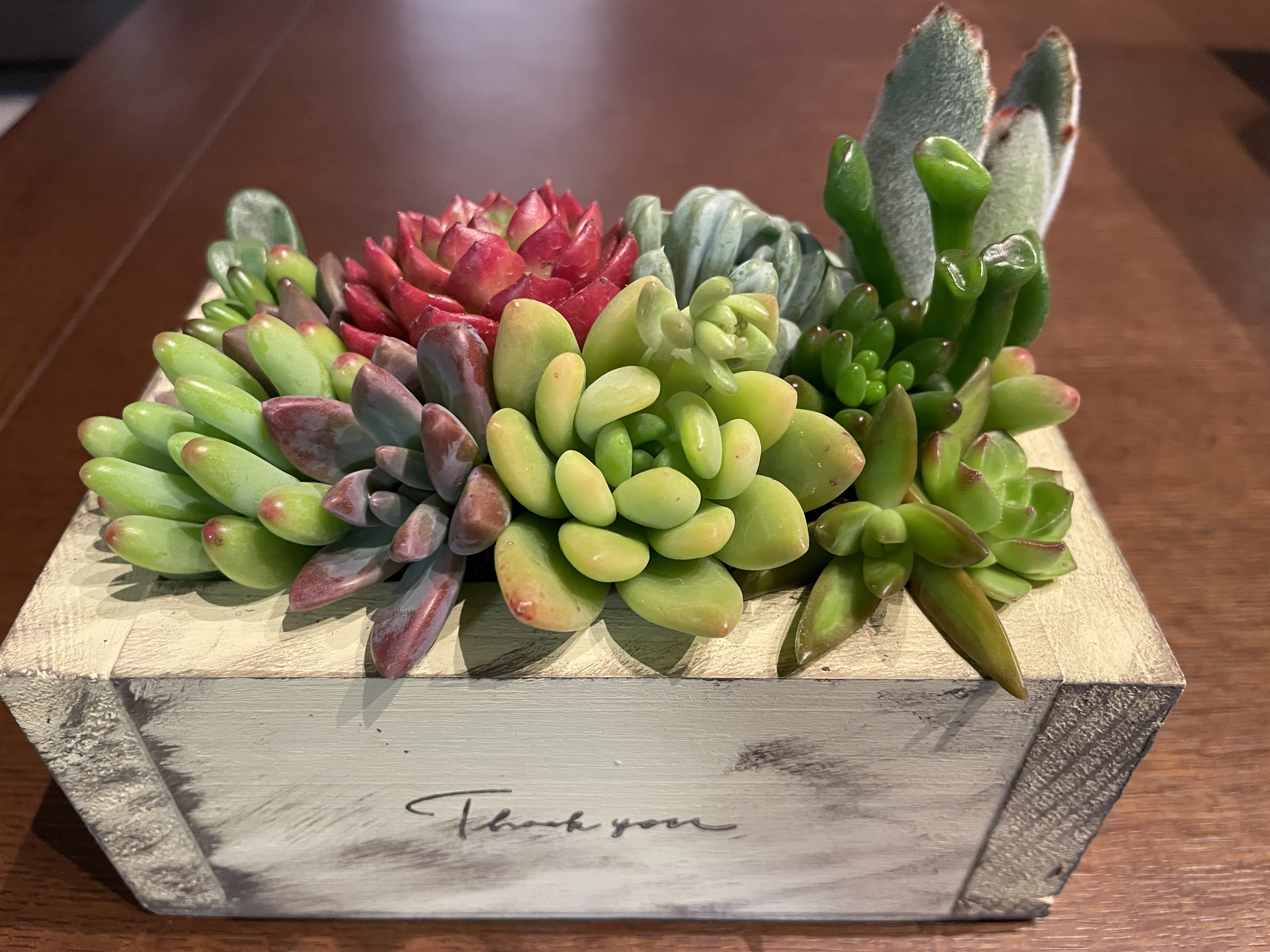 ウッドプランターに多肉植物を寄せ植え✌️ | CAINZ DIY Square