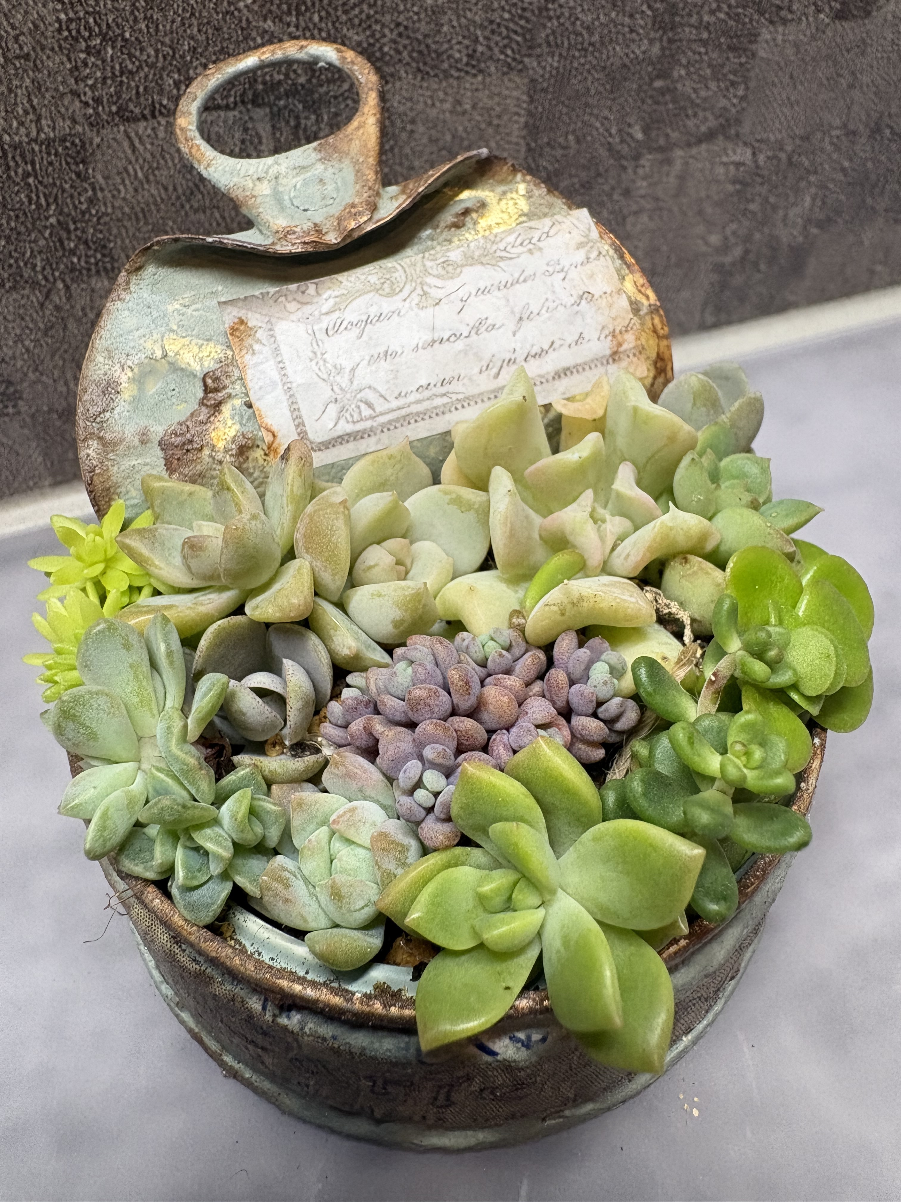 多肉植物の寄せ植え🪴 | CAINZ DIY Square