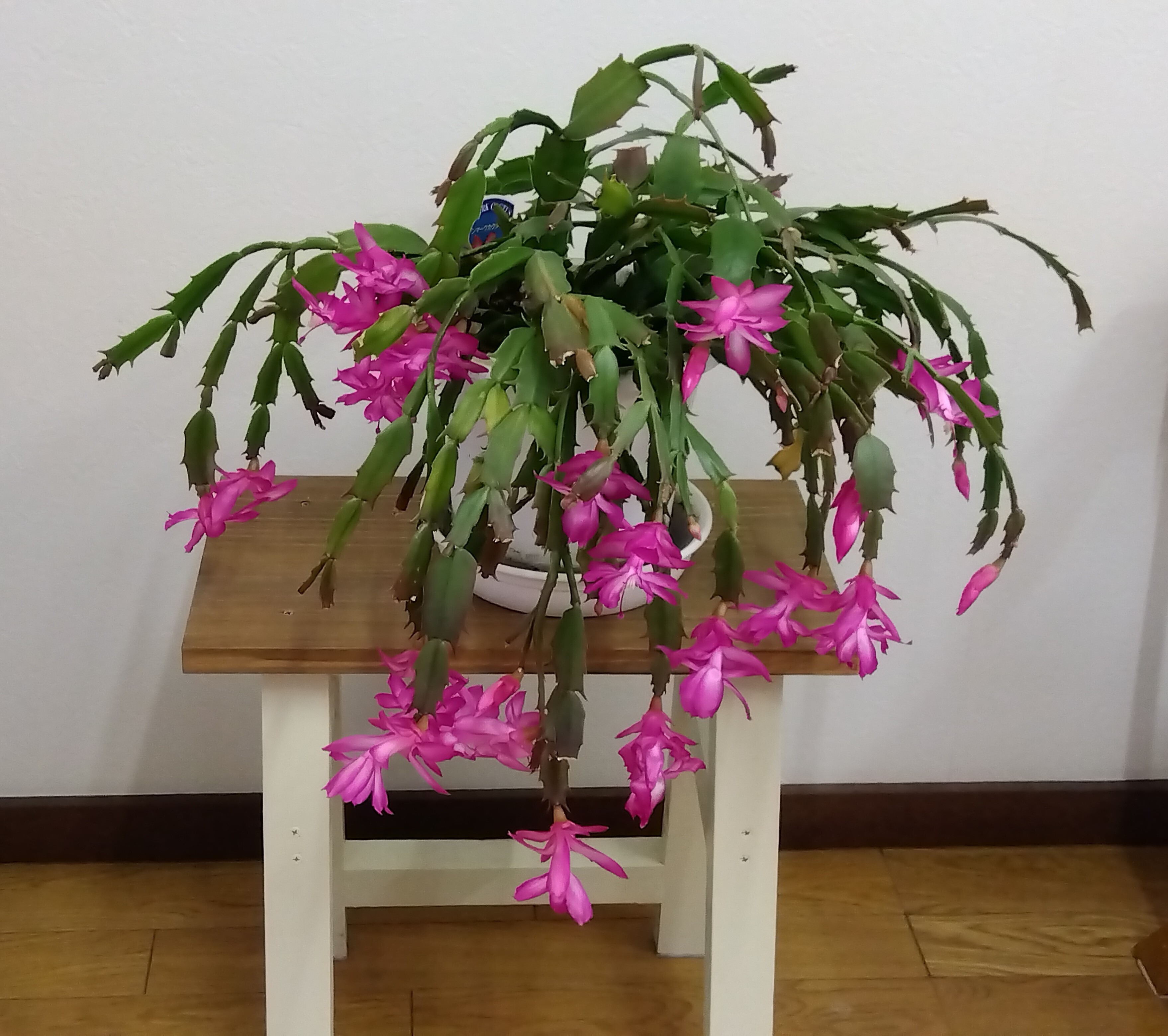 シャコバサボテン 楽天市場】シャコバサボテン「蝦蛄葉サボテン」5号 スーパーケニガー