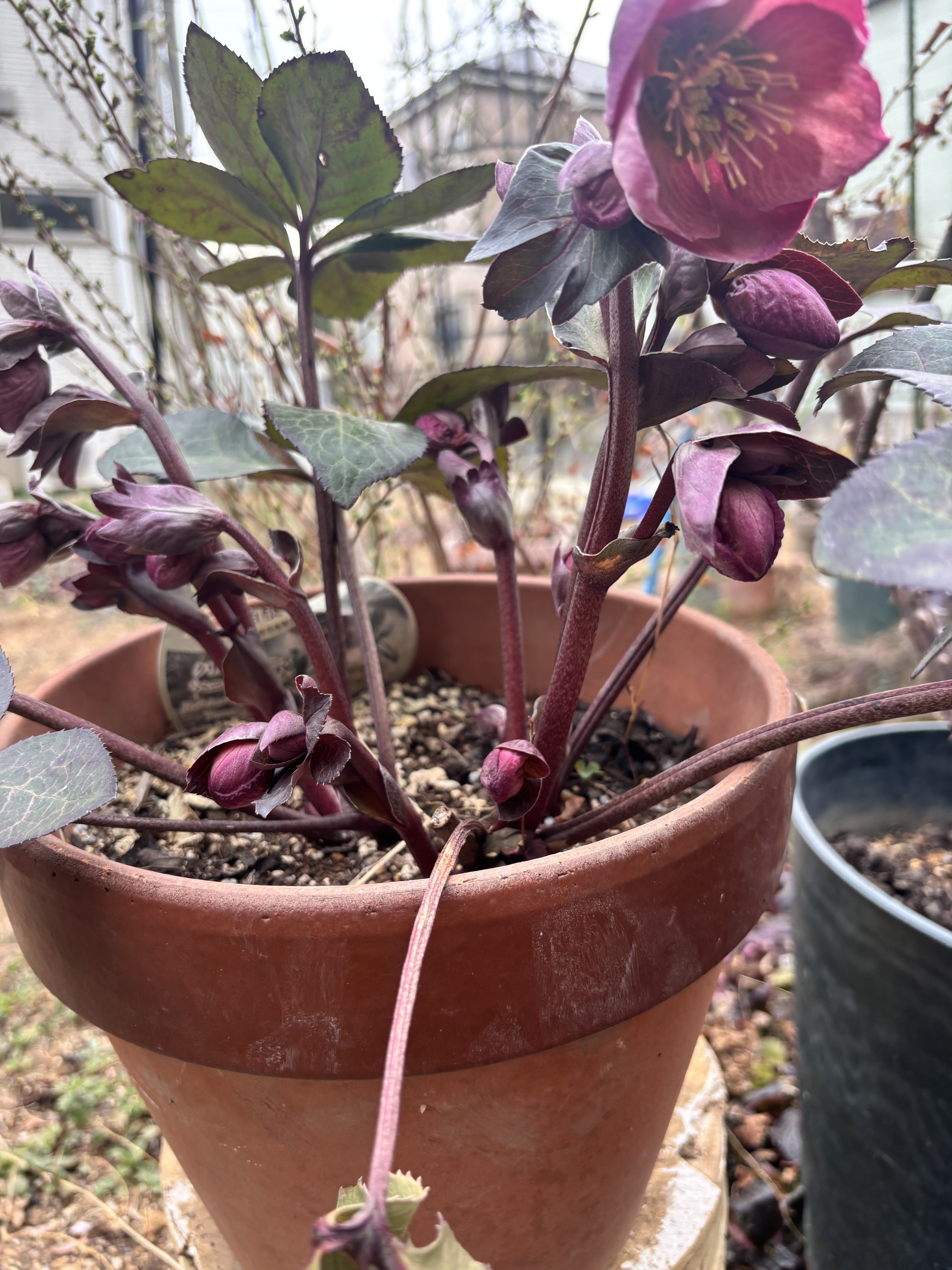 クリスマスローズ蕾 | CAINZ DIY Square