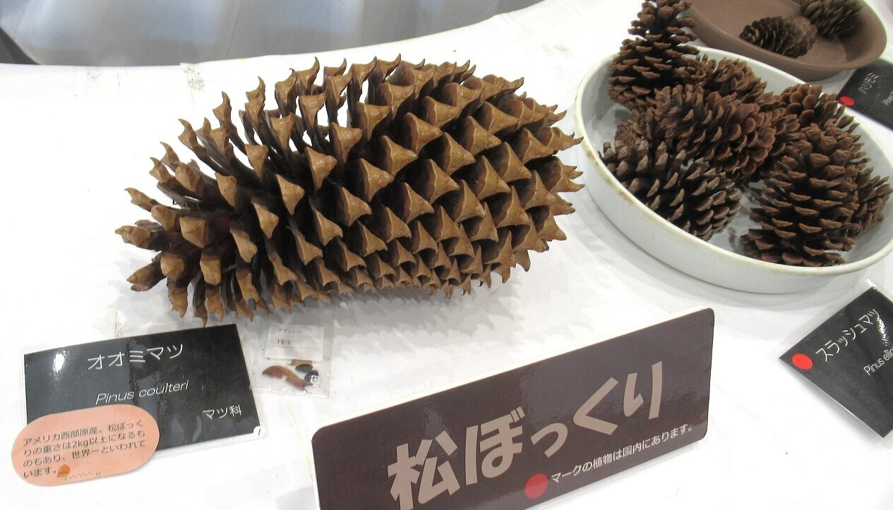 ￼ジャンボ松ぼっくり　その他 ジャンボ松ぼっくり 7個 その他素材 Karani 通販 15143002｜Creema