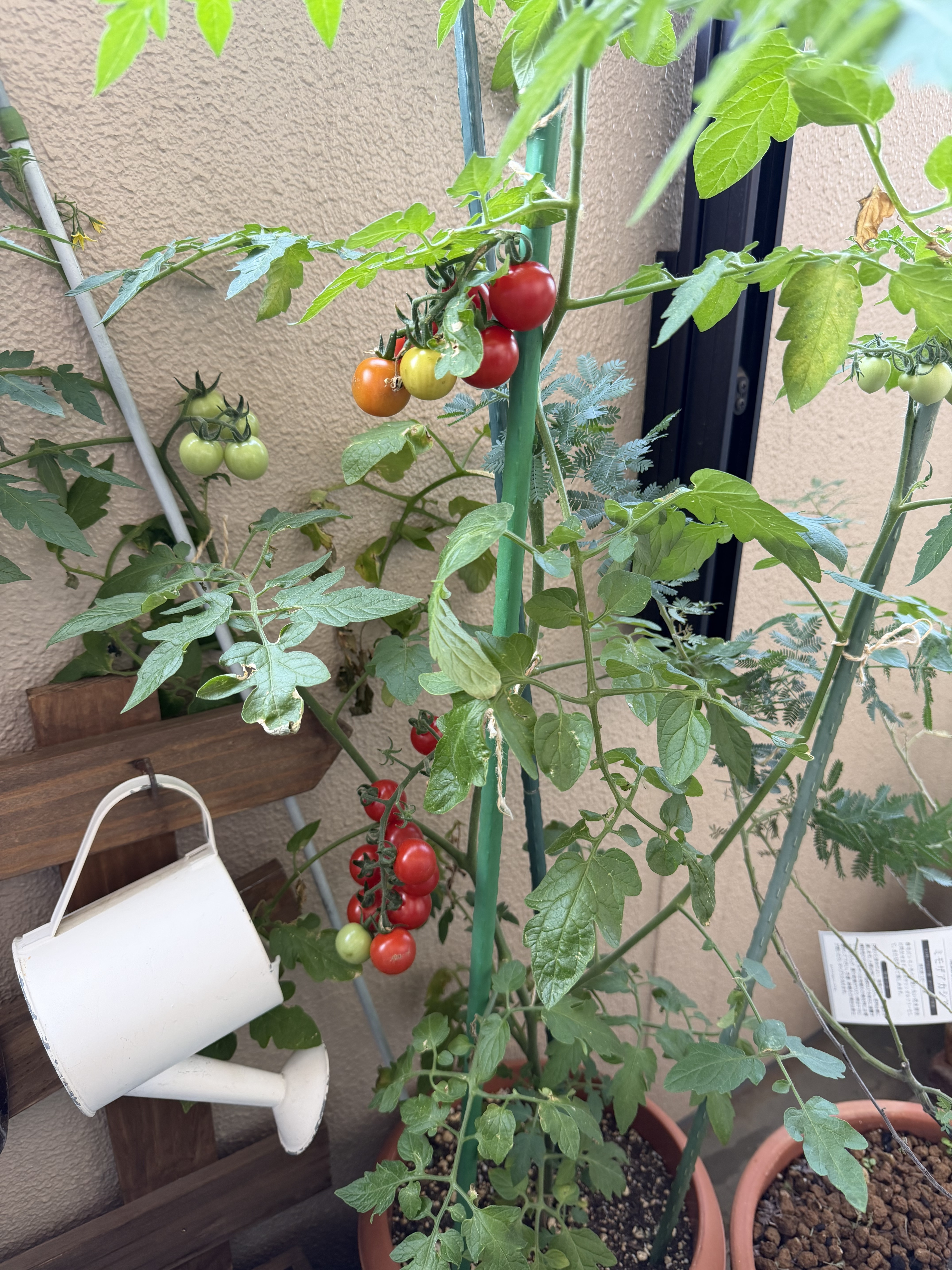 ミニトマト完熟🍅 | CAINZ DIY Square