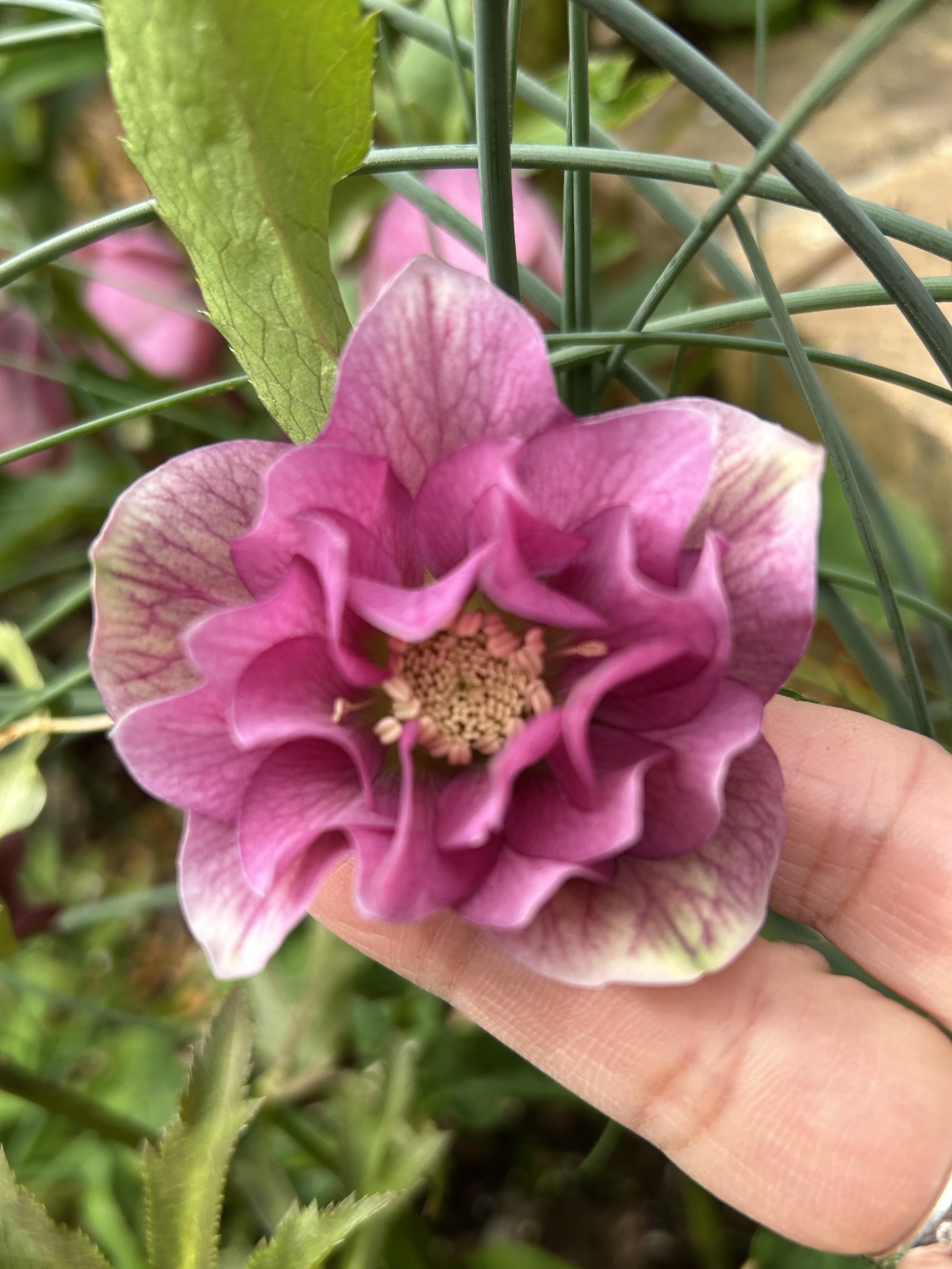 クリスマスローズ | CAINZ DIY Square