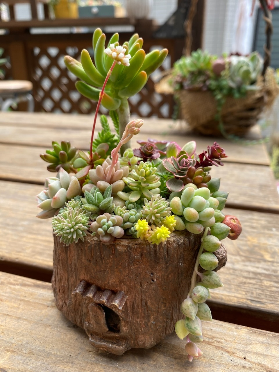 ★多肉植物　寄せ植え〜どんぐりちゃんの切り株寄せ　セットで〜★ cd4df065-1576-4627-8e56-