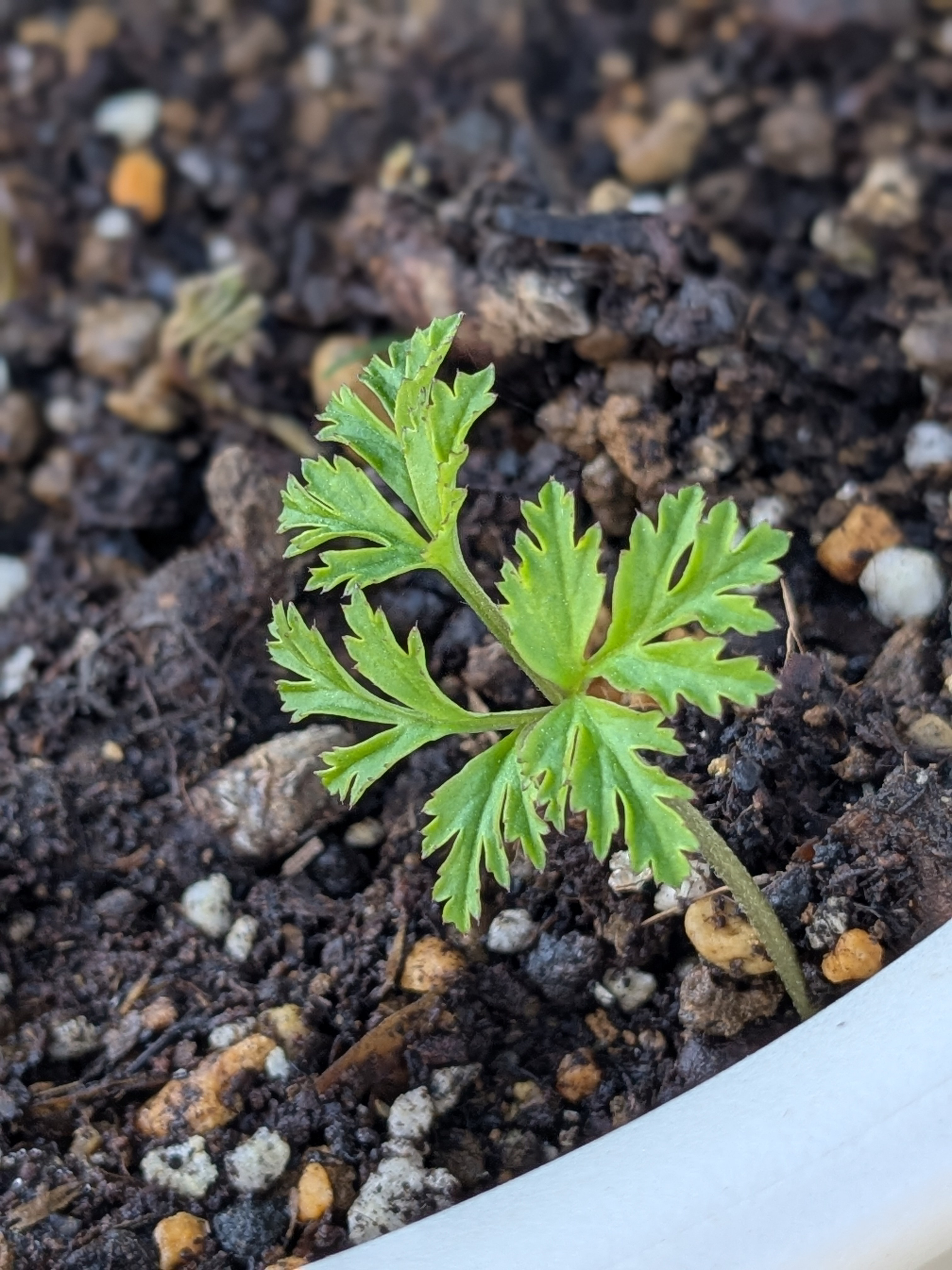 アネモネ🎶 | CAINZ DIY Square