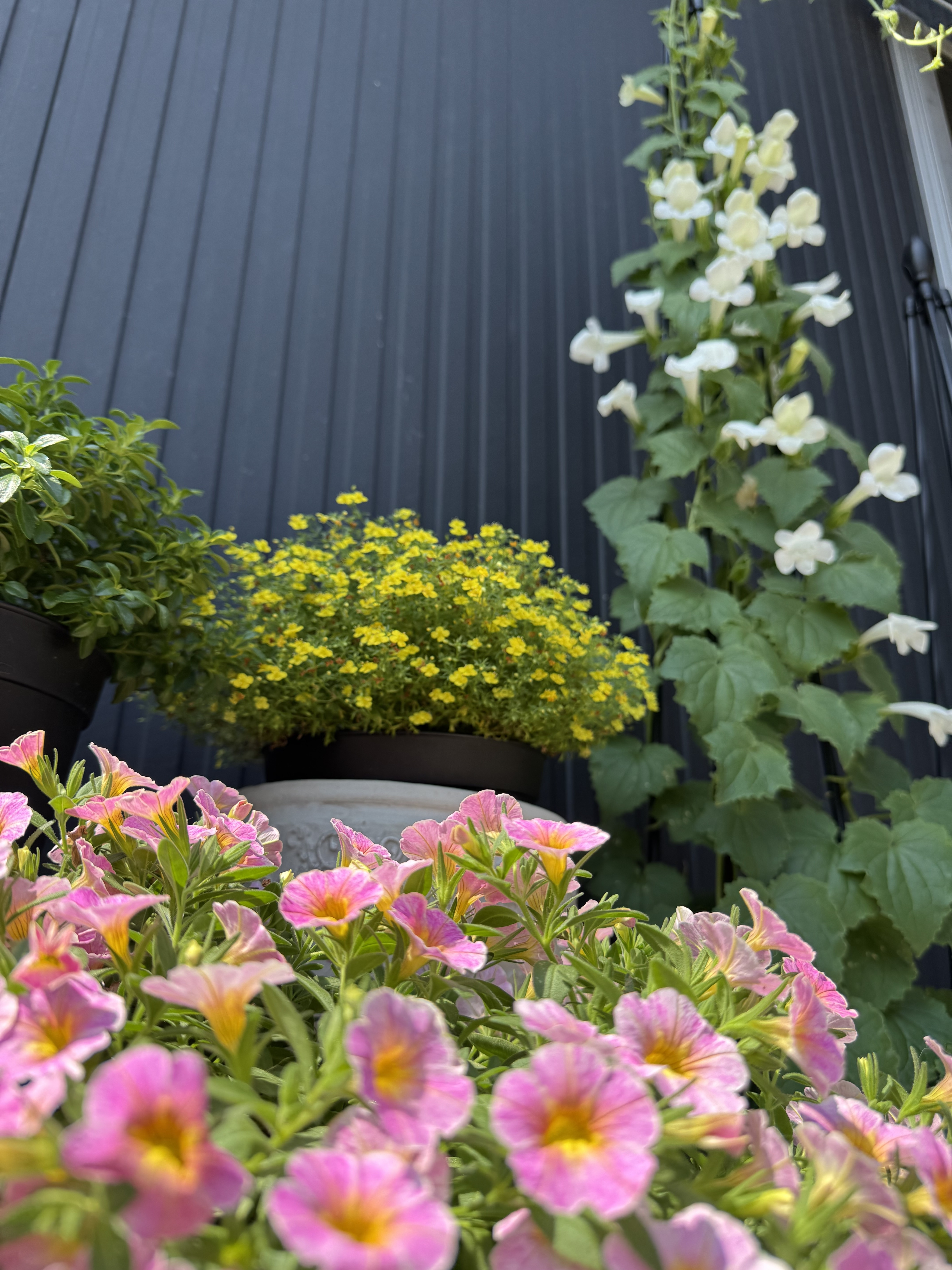 Sunflower's Garden サンフラワーズガーデン　風になりたい Believe In Tomorrow Sunflower's Garden CDシングル - Neowing