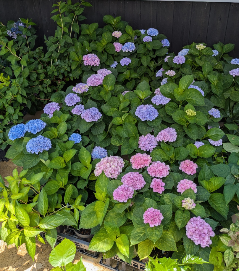 紫陽花の色変わり🩵💙🩷 | CAINZ DIY Square