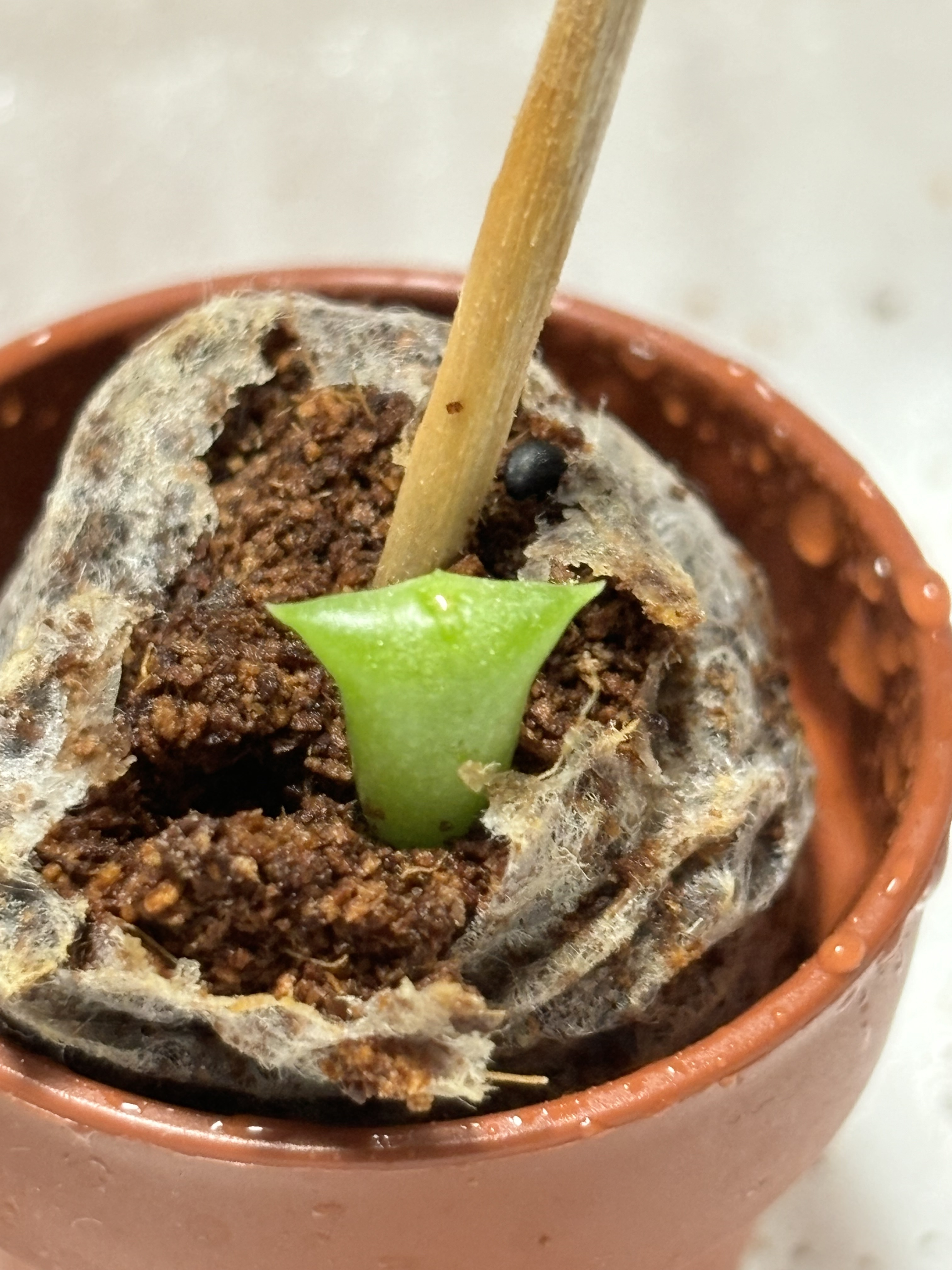 サボテンの種から成長 | CAINZ DIY Square