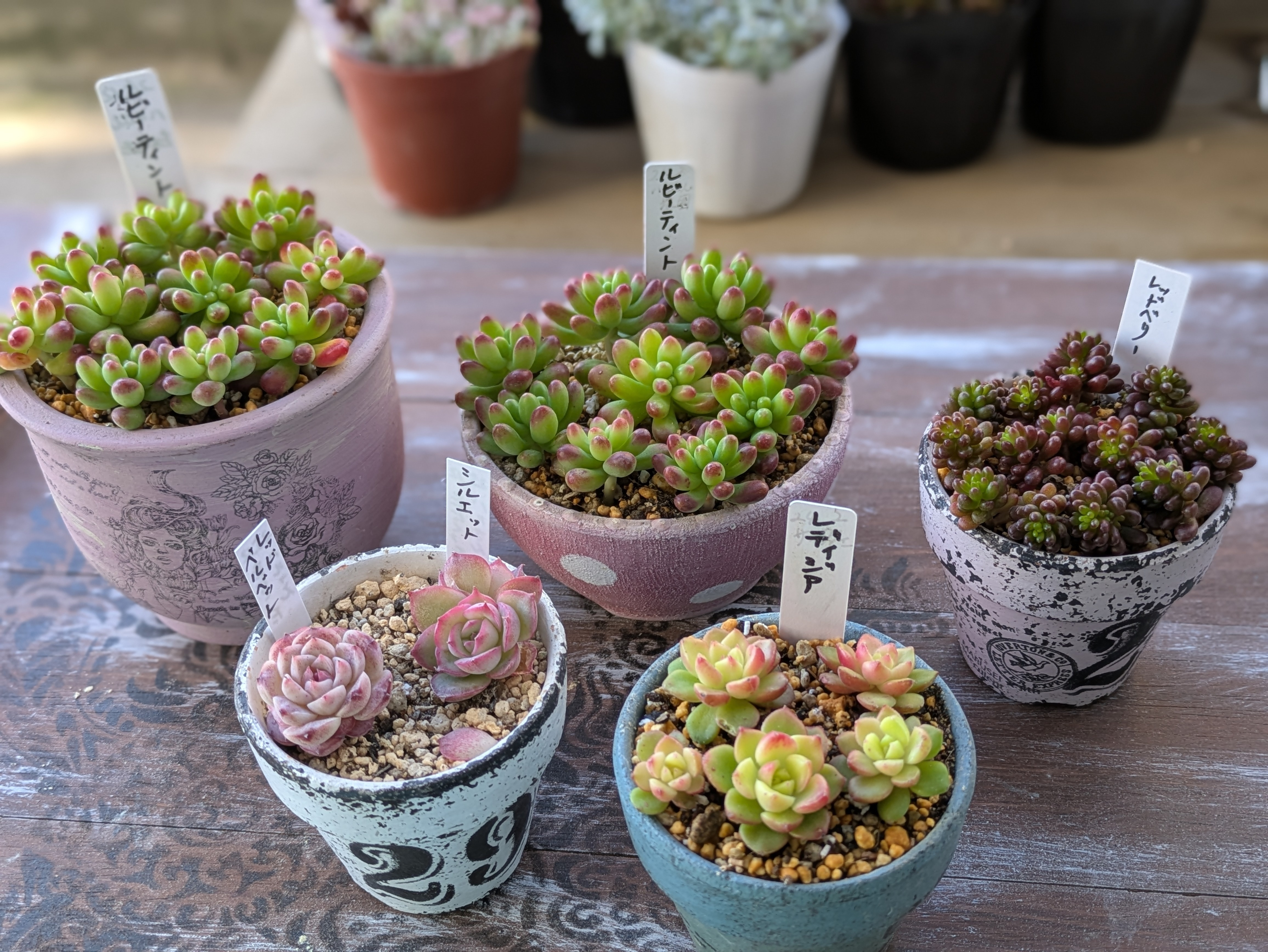 多肉狩りからの寄せ植え🍀 | CAINZ DIY Square