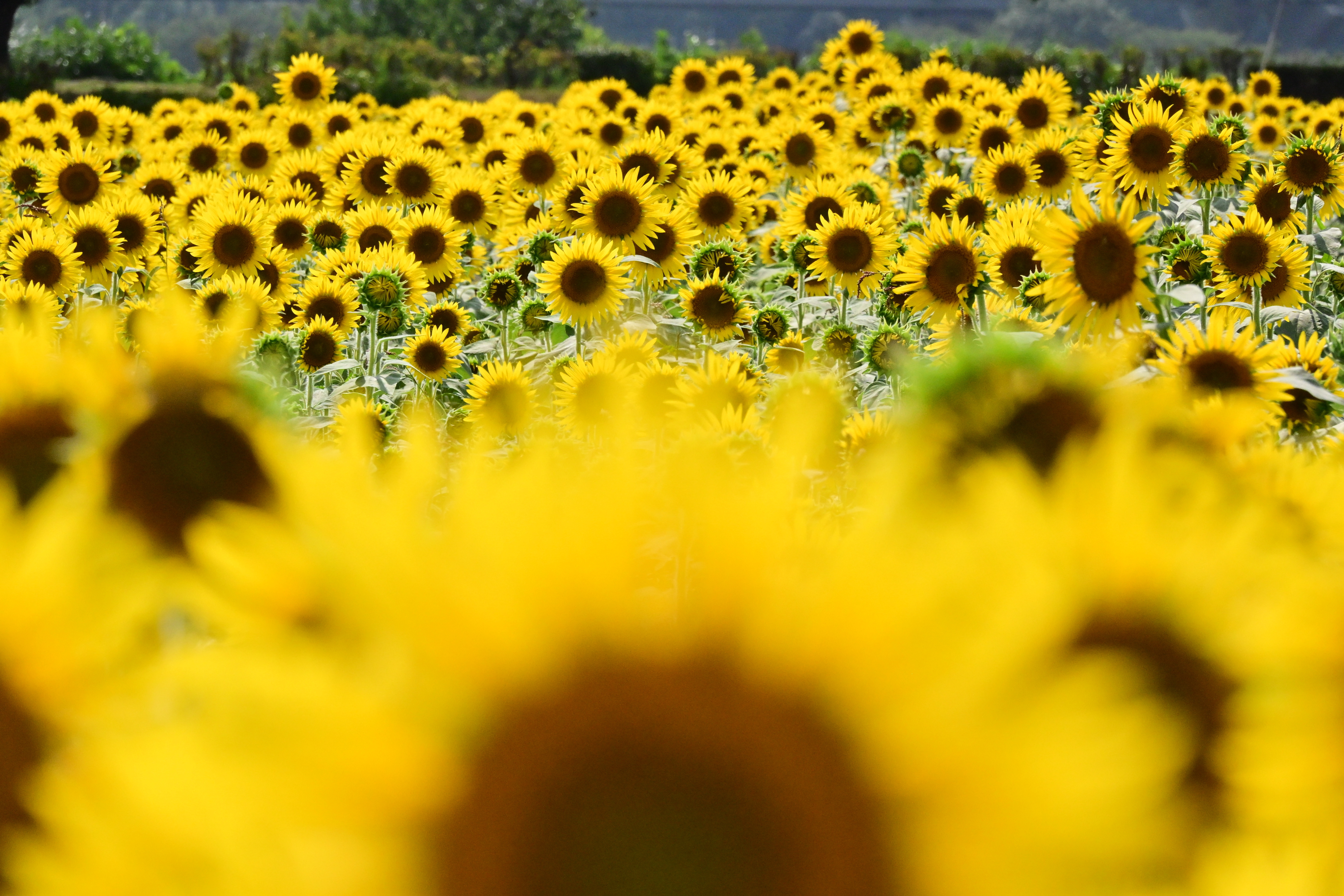 ひまわり | PHOTO HUB by nikkor club