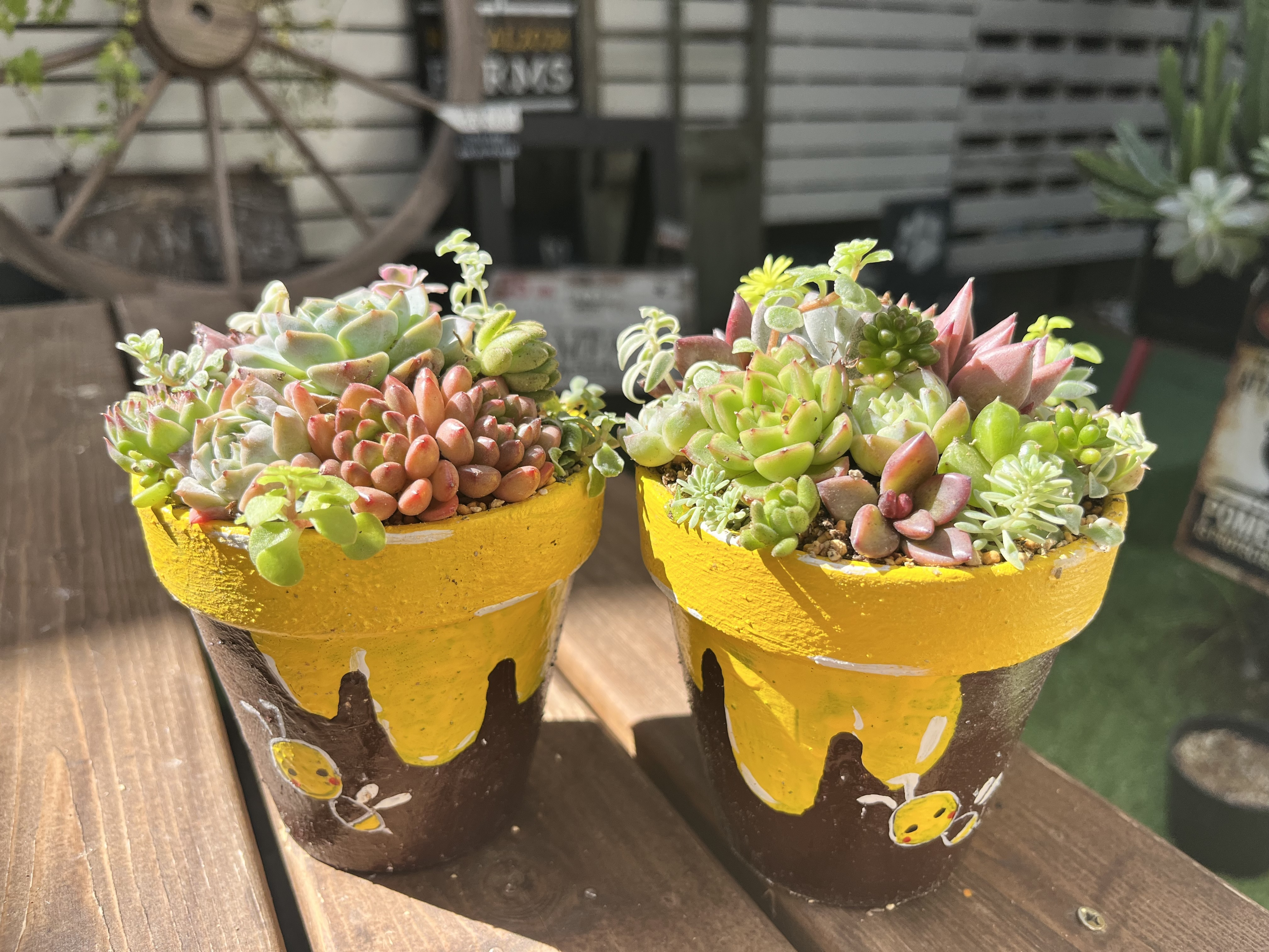 🐝🍯🐝に寄せ植え | CAINZ DIY Square