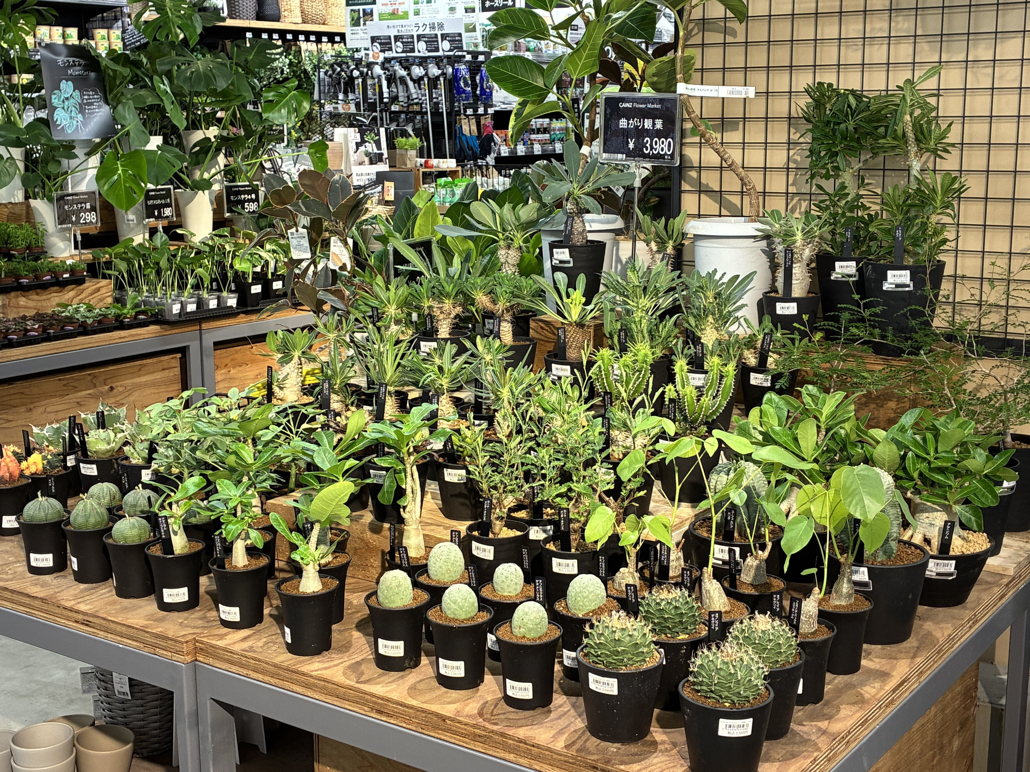 塊根植物　4点セット 9/11入荷】グリーン売場に塊根植物が登場 | CAINZ DIY Square