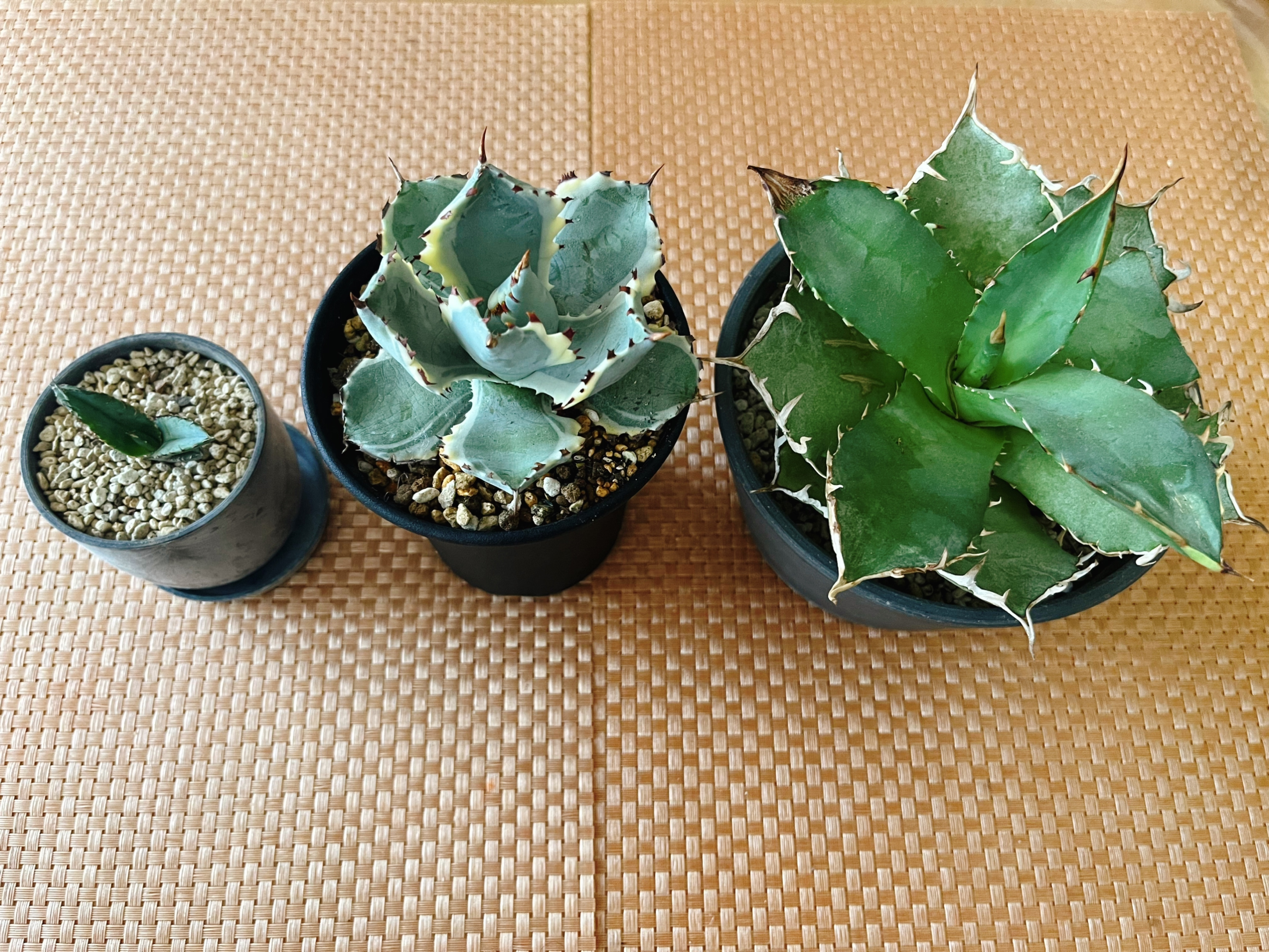 で367 HAND Made 植木鉢 陶器検（アガベ パキプス 姫巌竜 帝釈天