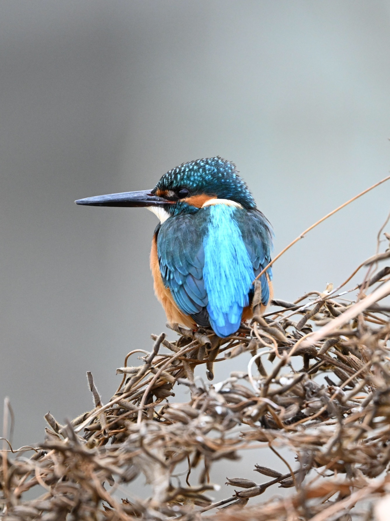 青翡翠 楽天市場】ミャンマー産 青翡翠(ブルージェダイト) 9.5mm 天然石
