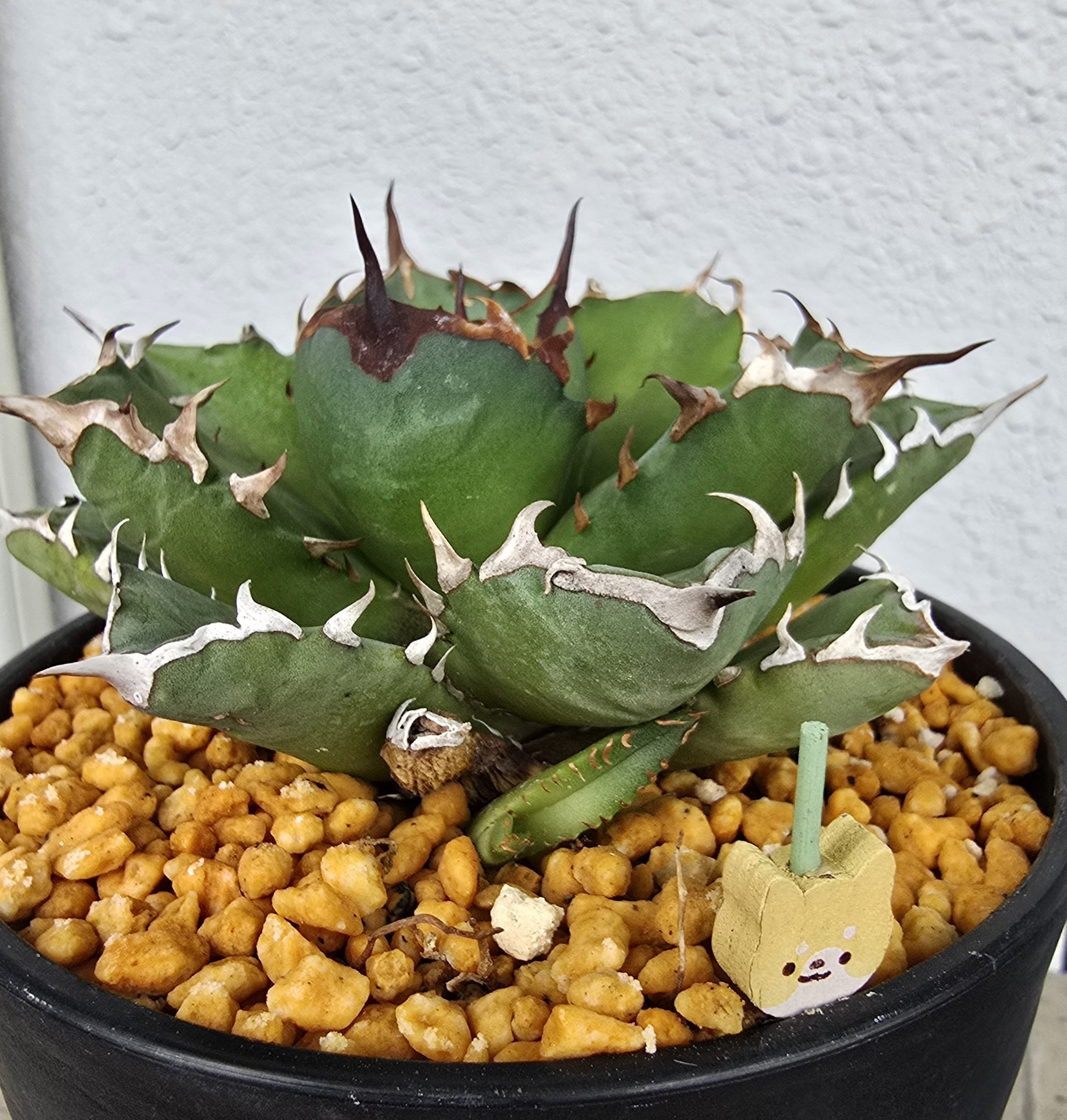 パンダ🐼(アガベ_チタノタ パンダ🐼を植え替 | CAINZ DIY Square