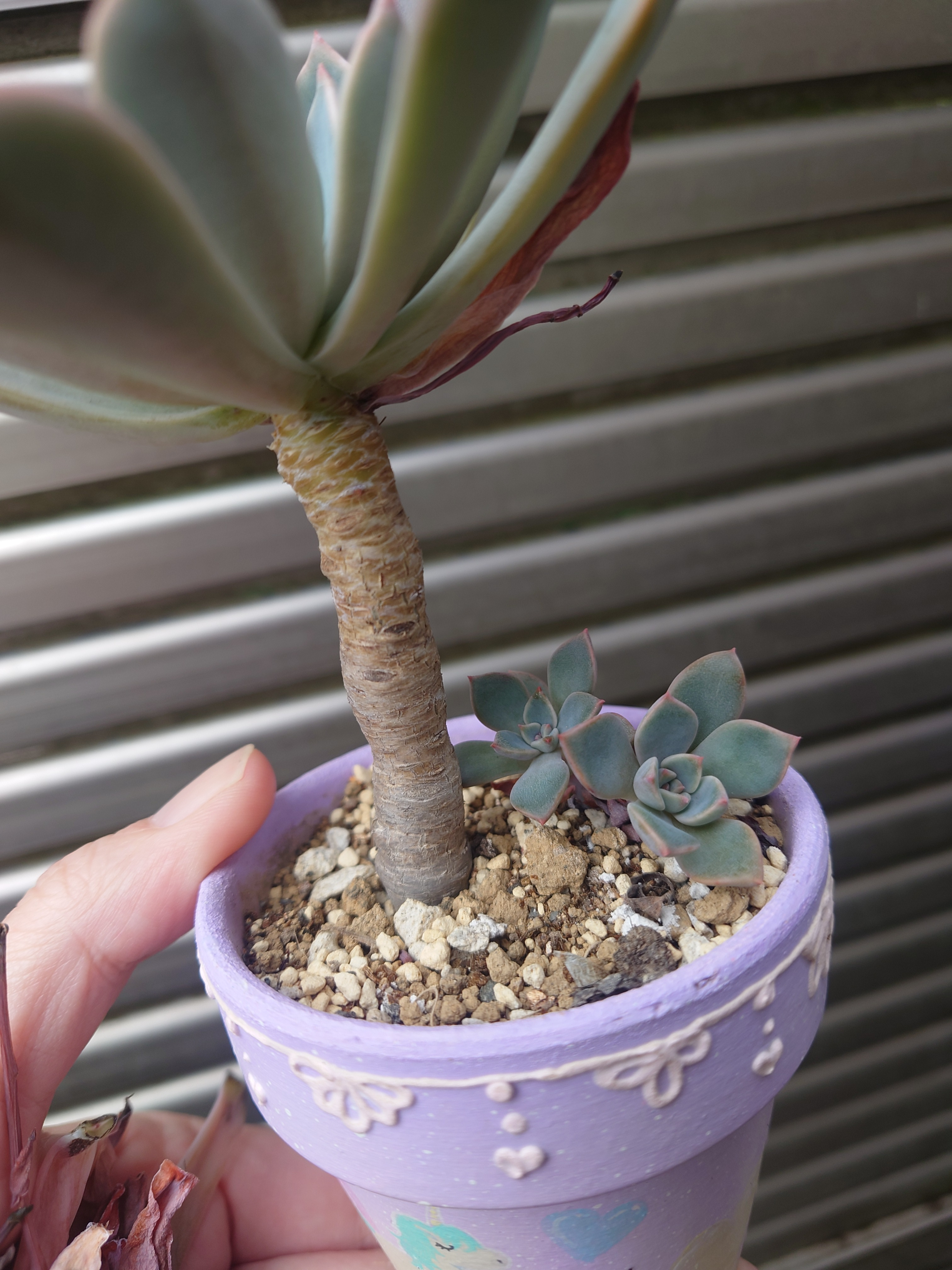 ひぃちゃん様　多肉植物棚　GAI-W80AW 多肉植物棚 GAI-W80A（棚＋トレー）