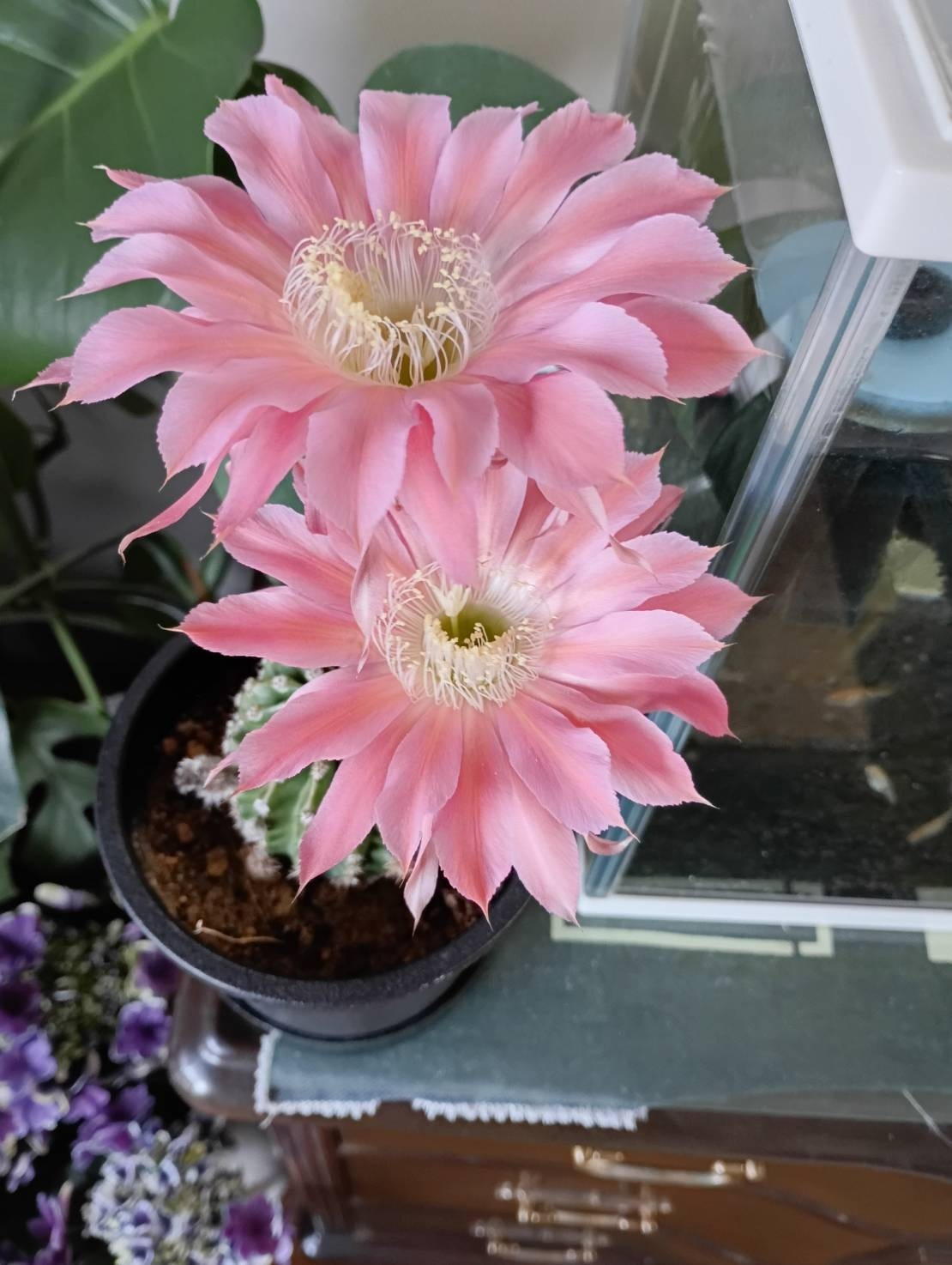 サボテンの花 | CAINZ DIY Square