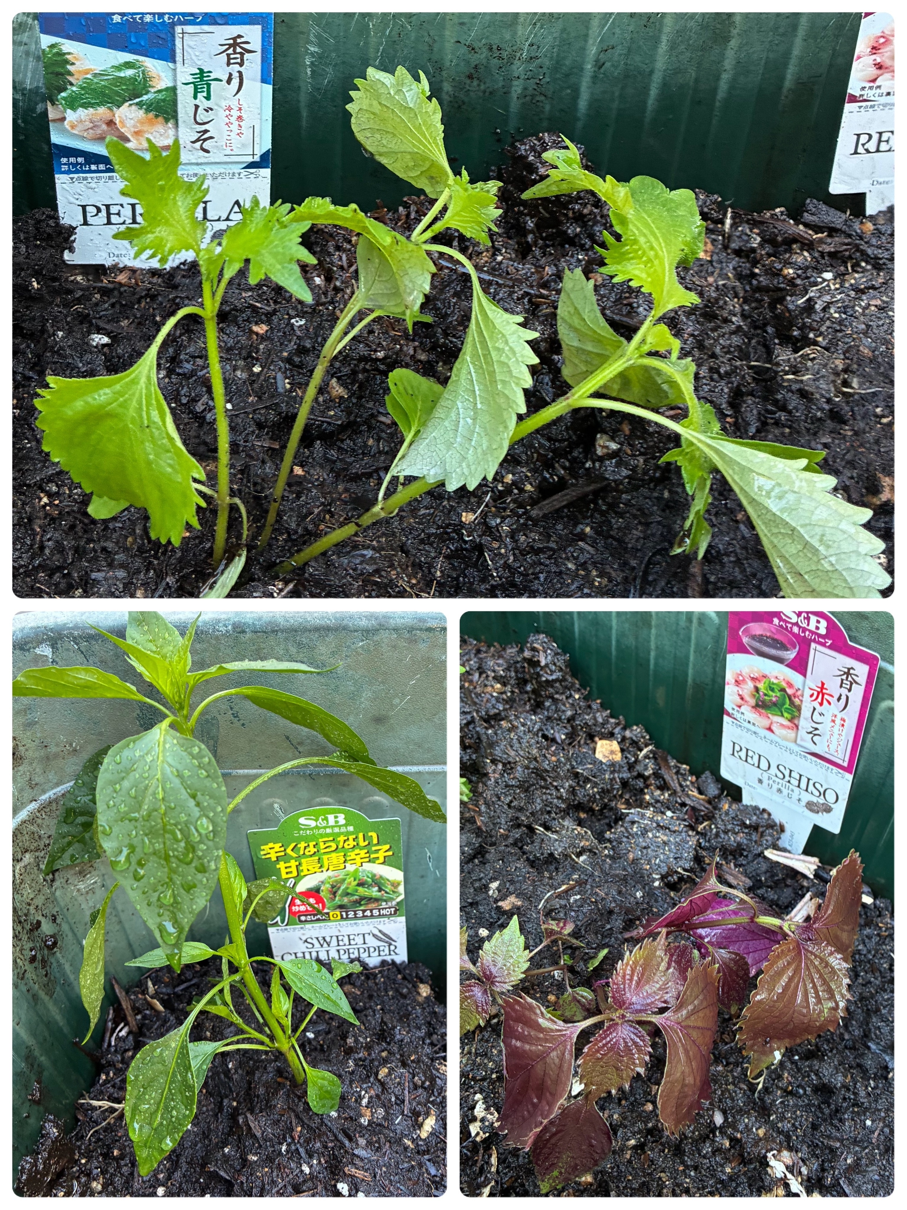 ハーブ苗モニターキャンペーン、苗届きました | SPICE&HERB COMMUNITY