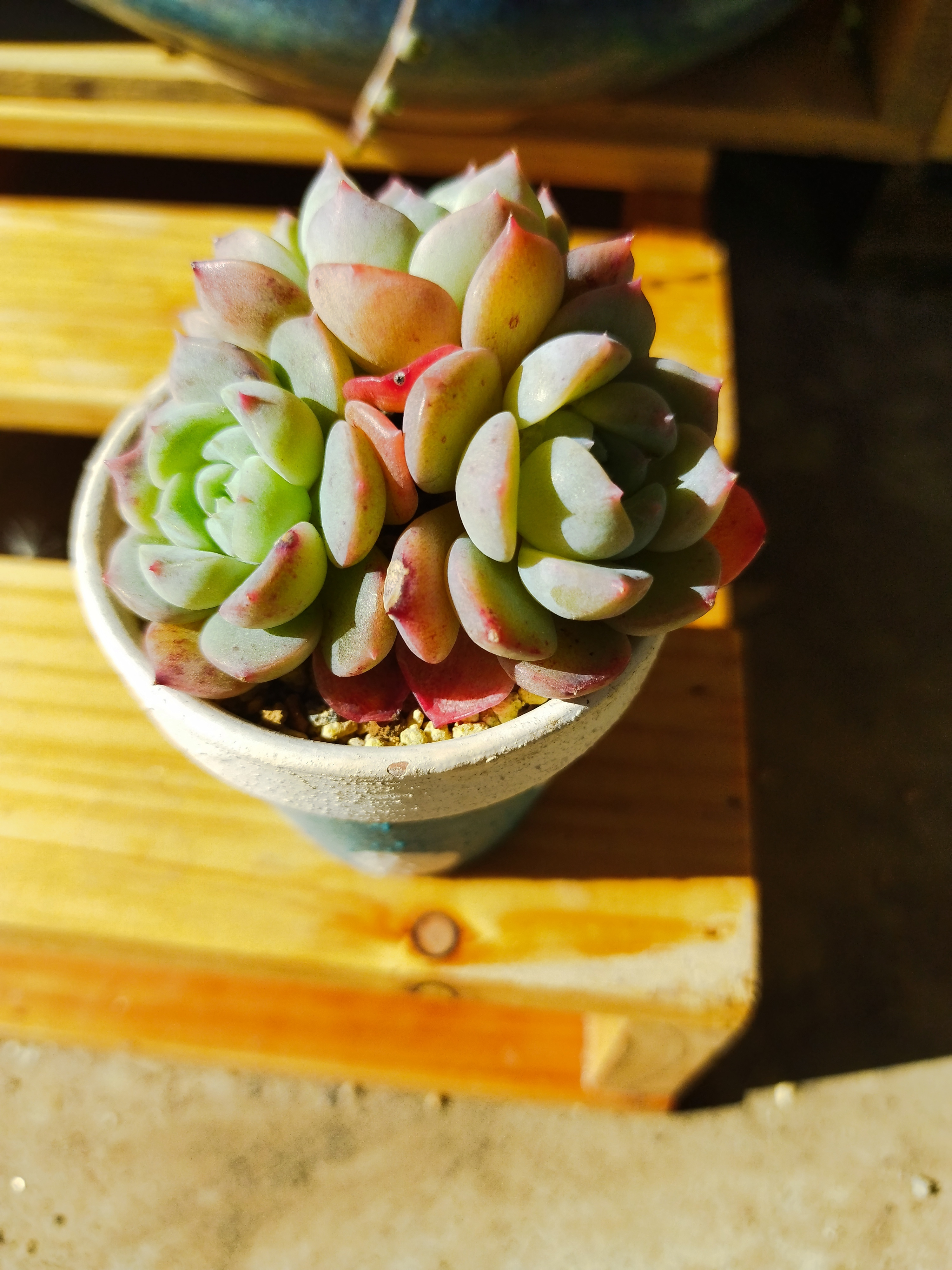 多肉🌵④ | CAINZ DIY Square