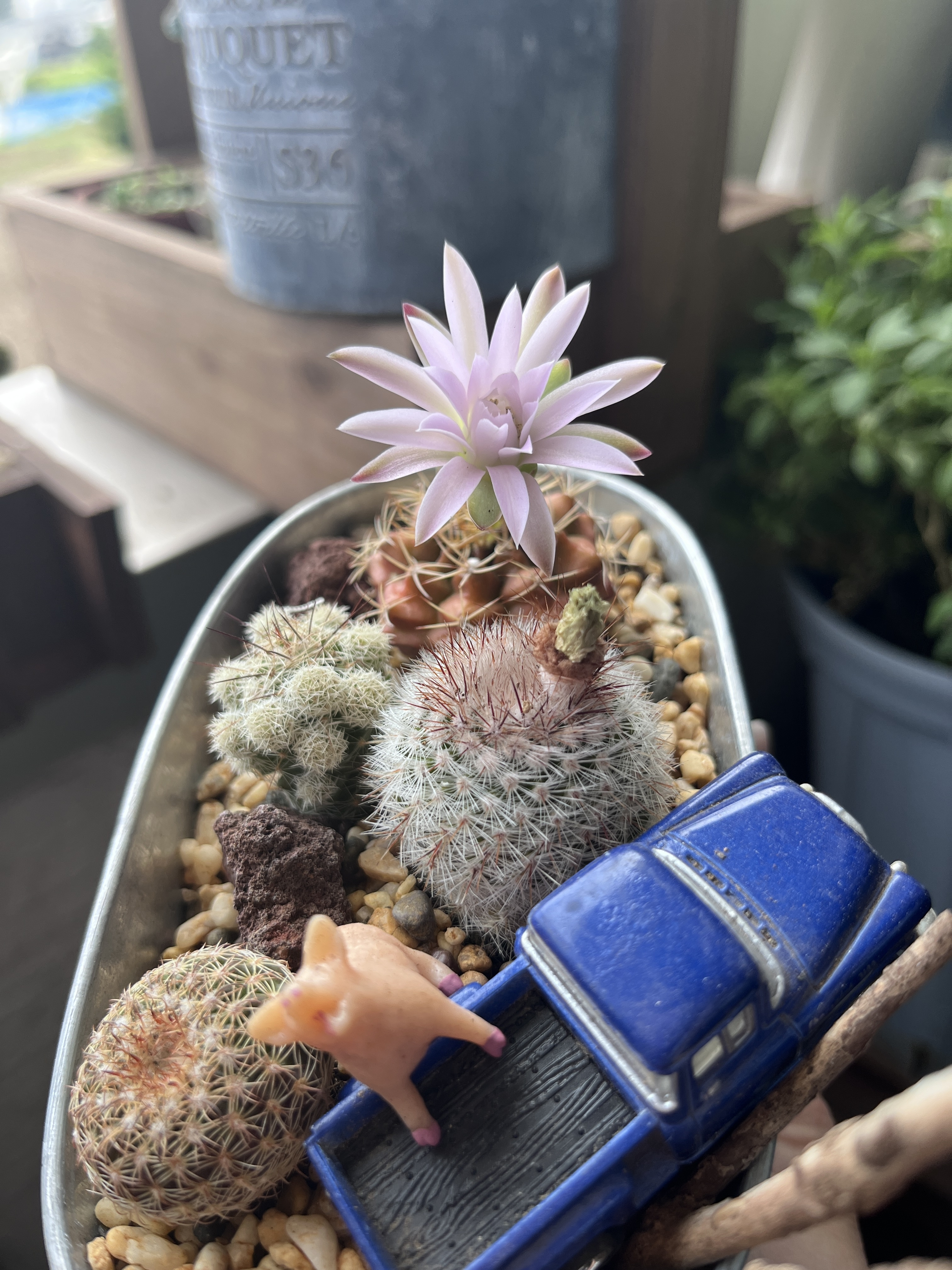 サボテンの花🌵 | CAINZ DIY Square
