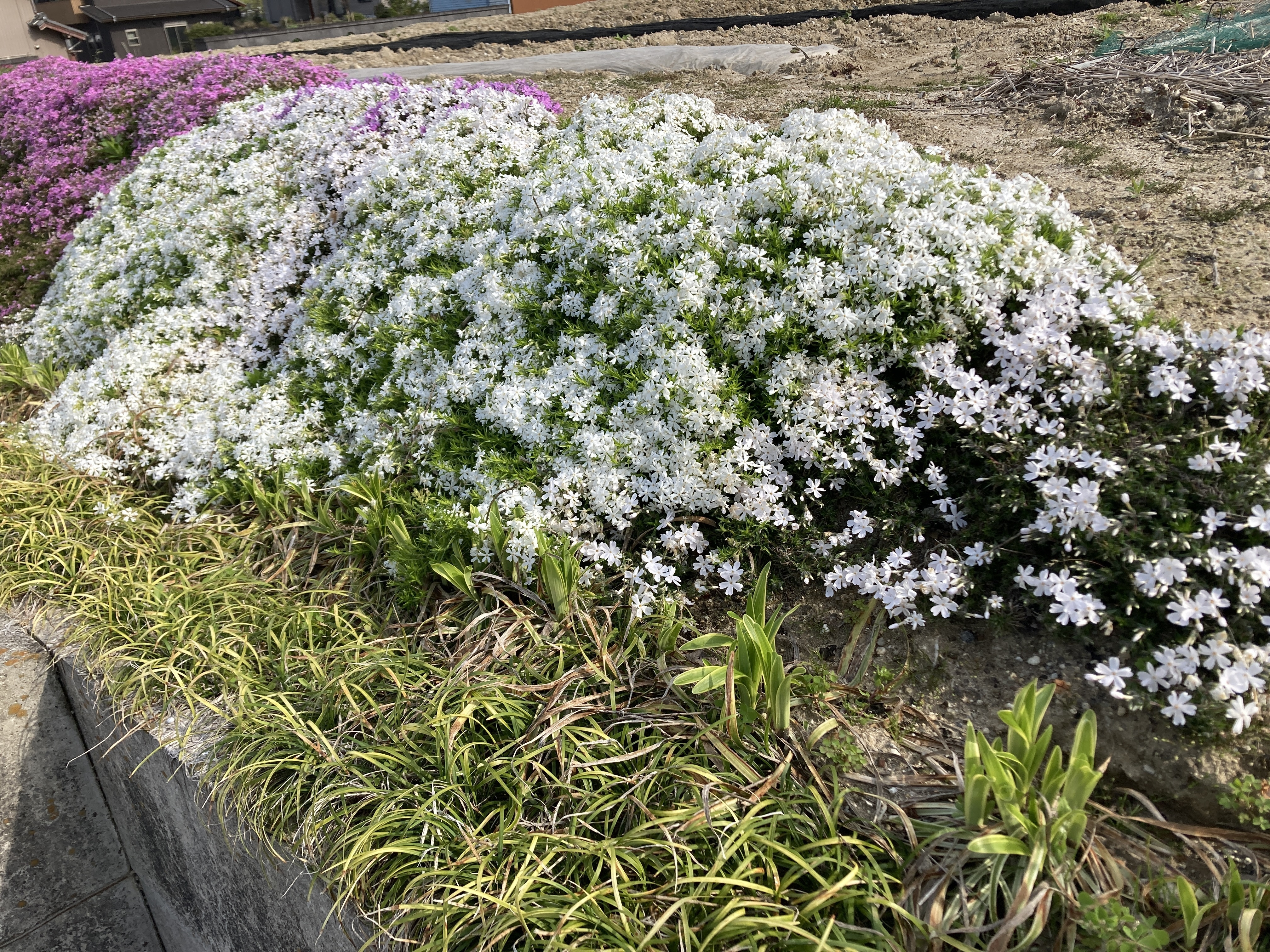 芝桜 各種 確認用 芝桜 各種 確認用 芝桜 セット| 種・苗・ガーデニング用品の【タキイ