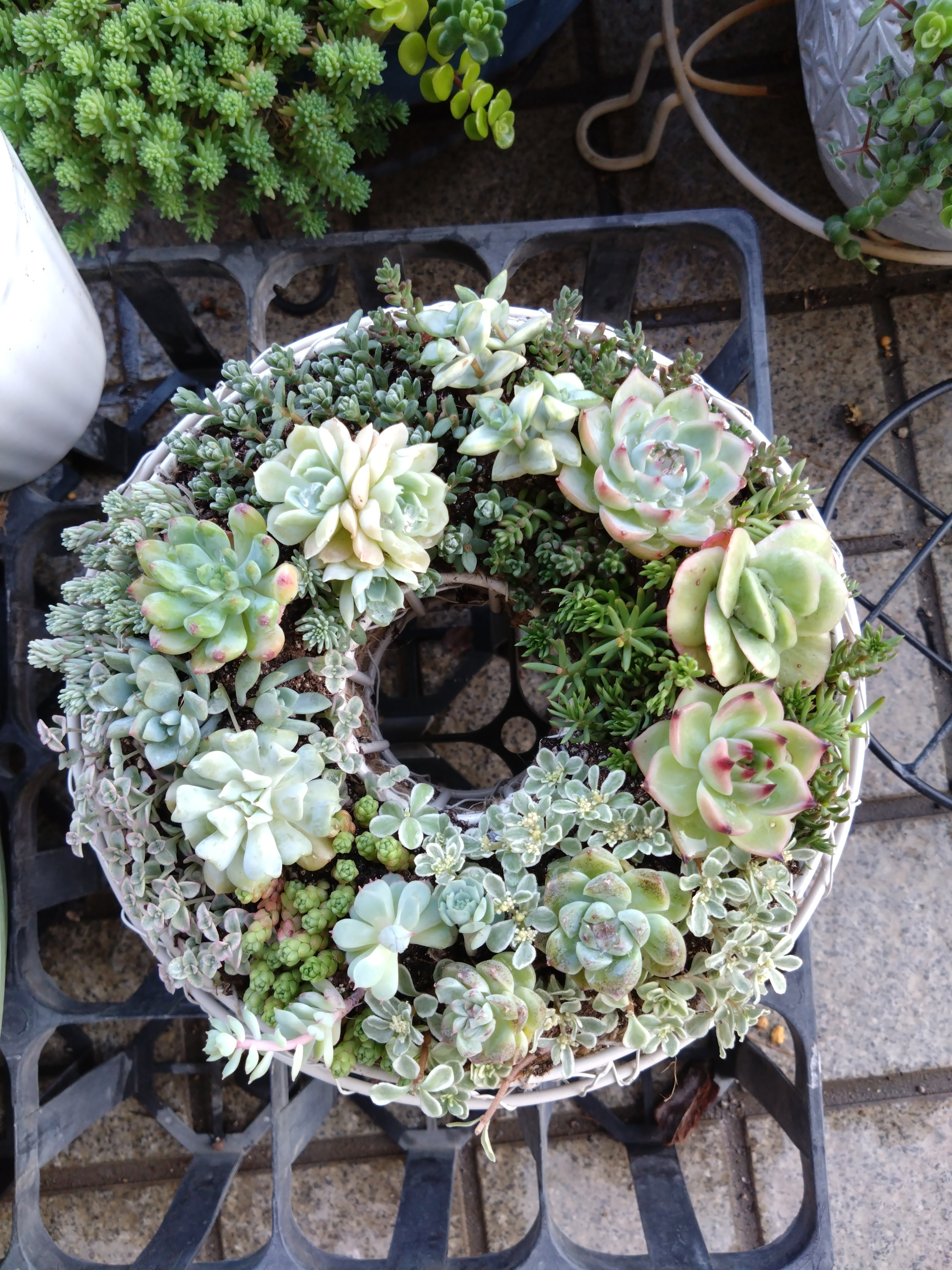 寄せ植え | CAINZ DIY Square