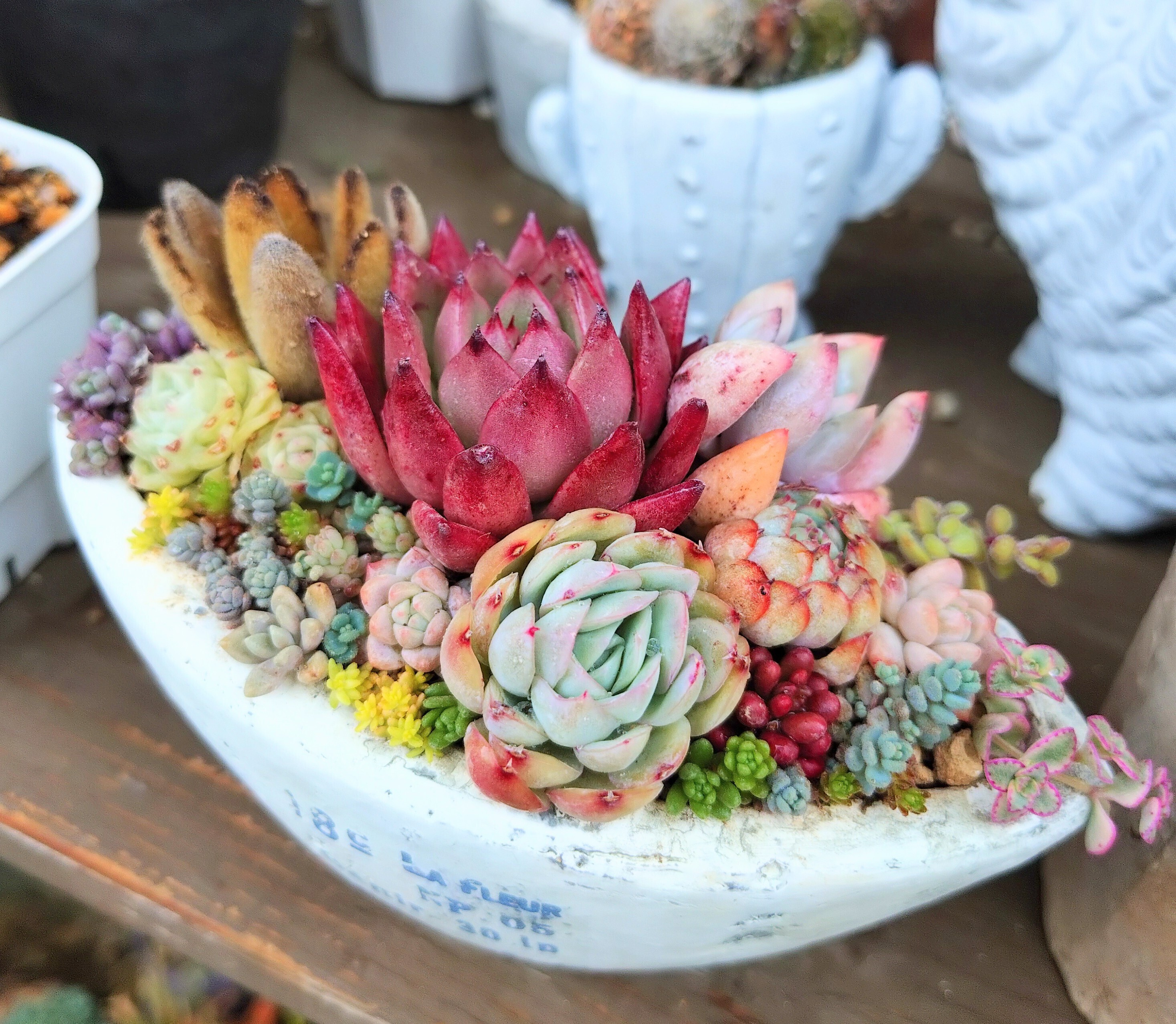 多肉植物　大きな寄植え　 多肉植物寄せ植え✨大鉢😂10/28 | CAINZ DIY Square